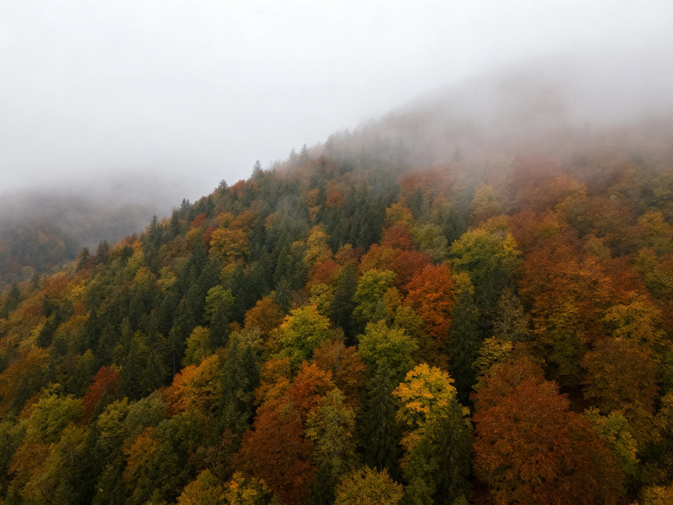 Misty mountain slopes with vibrant autumn foliage