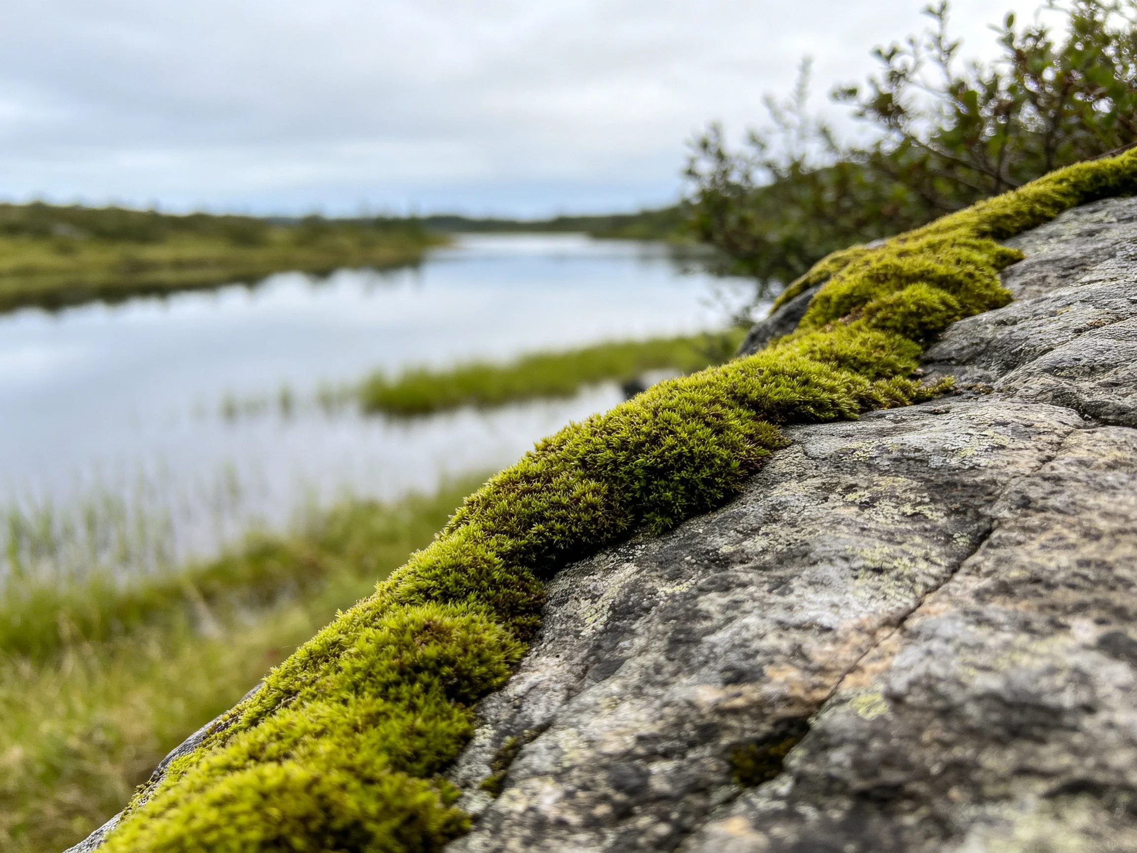 Moss-Covered Rock Near Calm Waterway with Green Vegetation