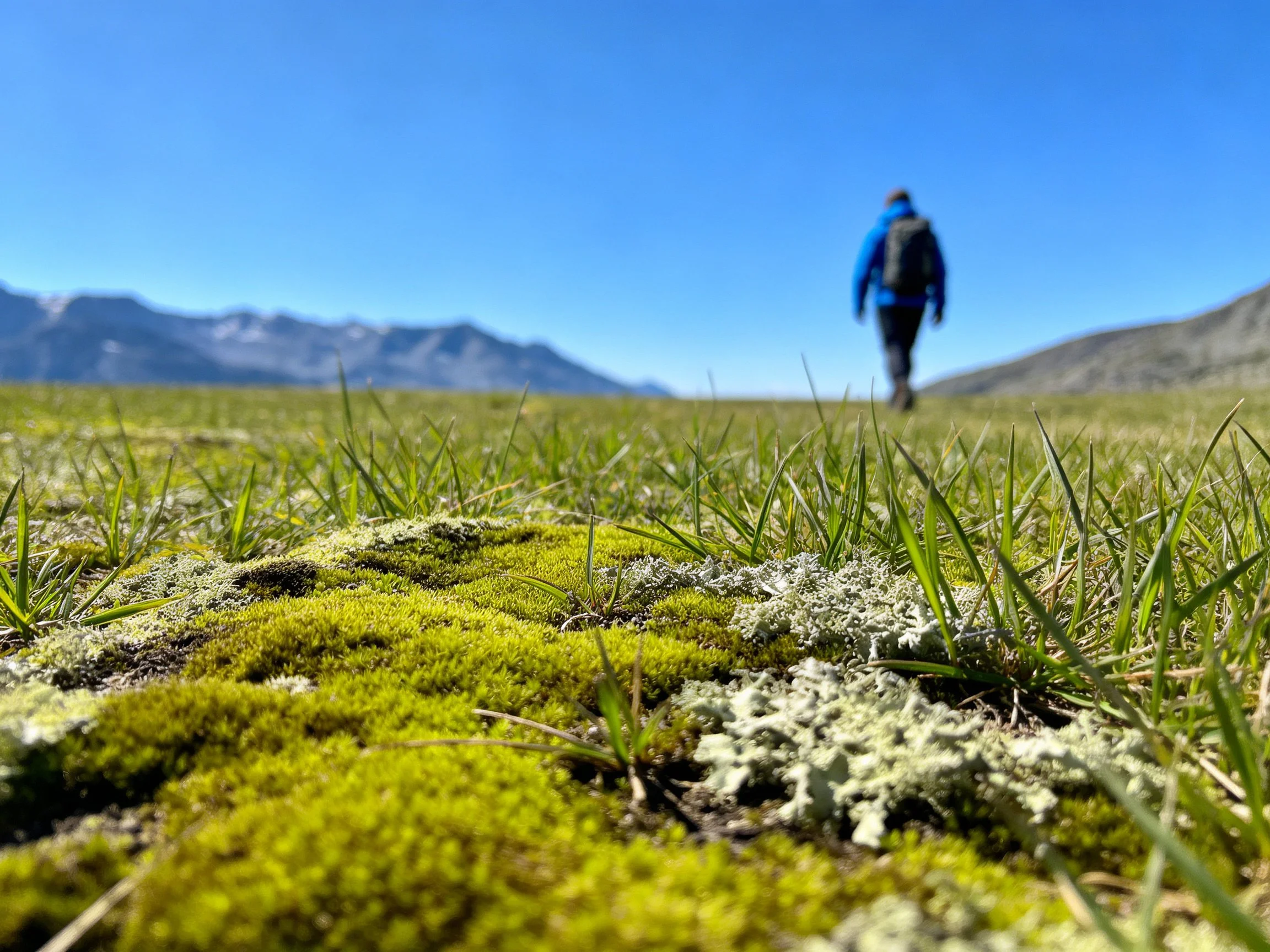 Moss-covered field with hiker near distant mountains