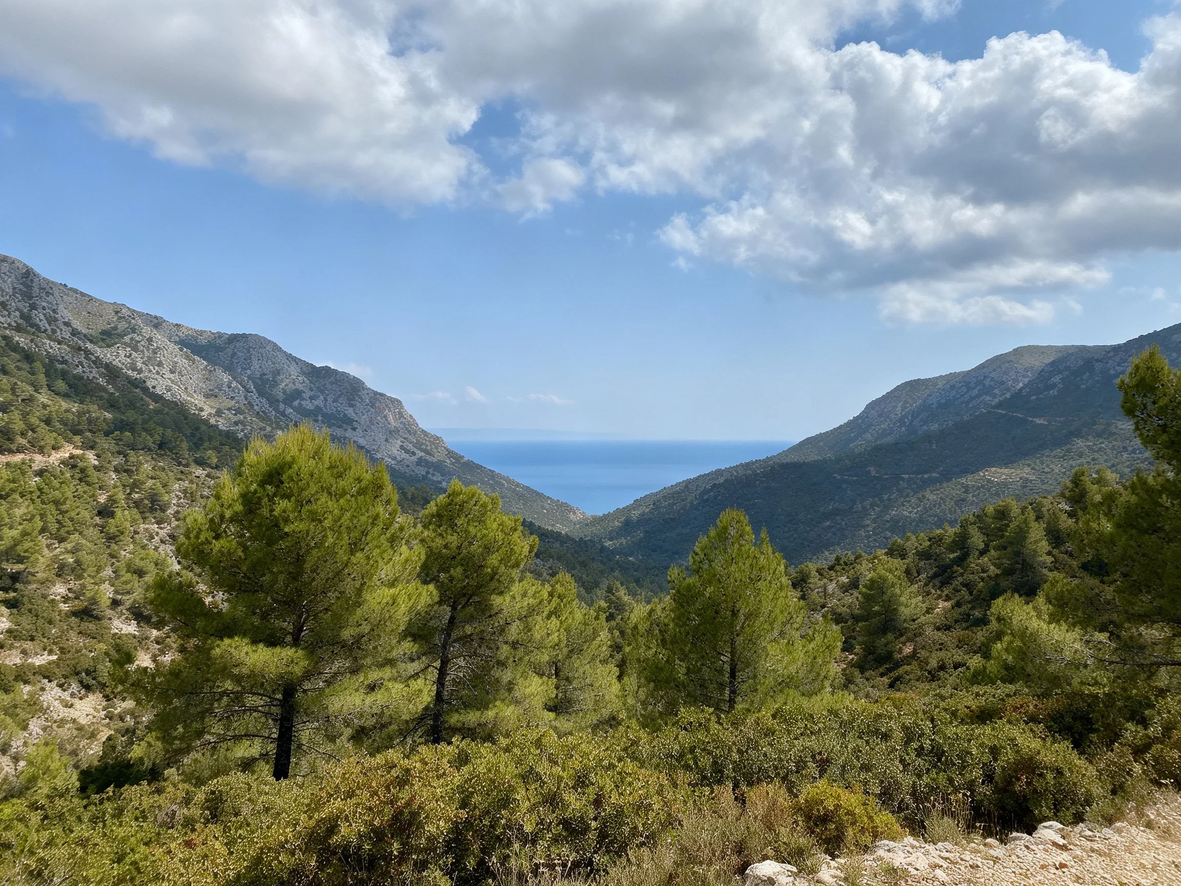 Mountainous valley with green pine trees overlooks blue ocean under partly cloudy sky