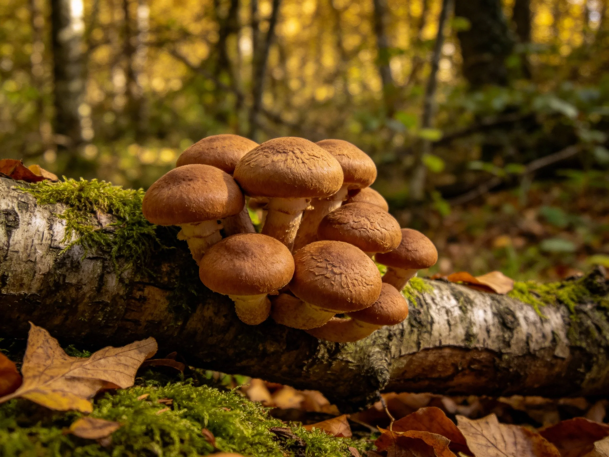 Mushrooms cluster on moss-covered fallen tree trunk in autumn forest