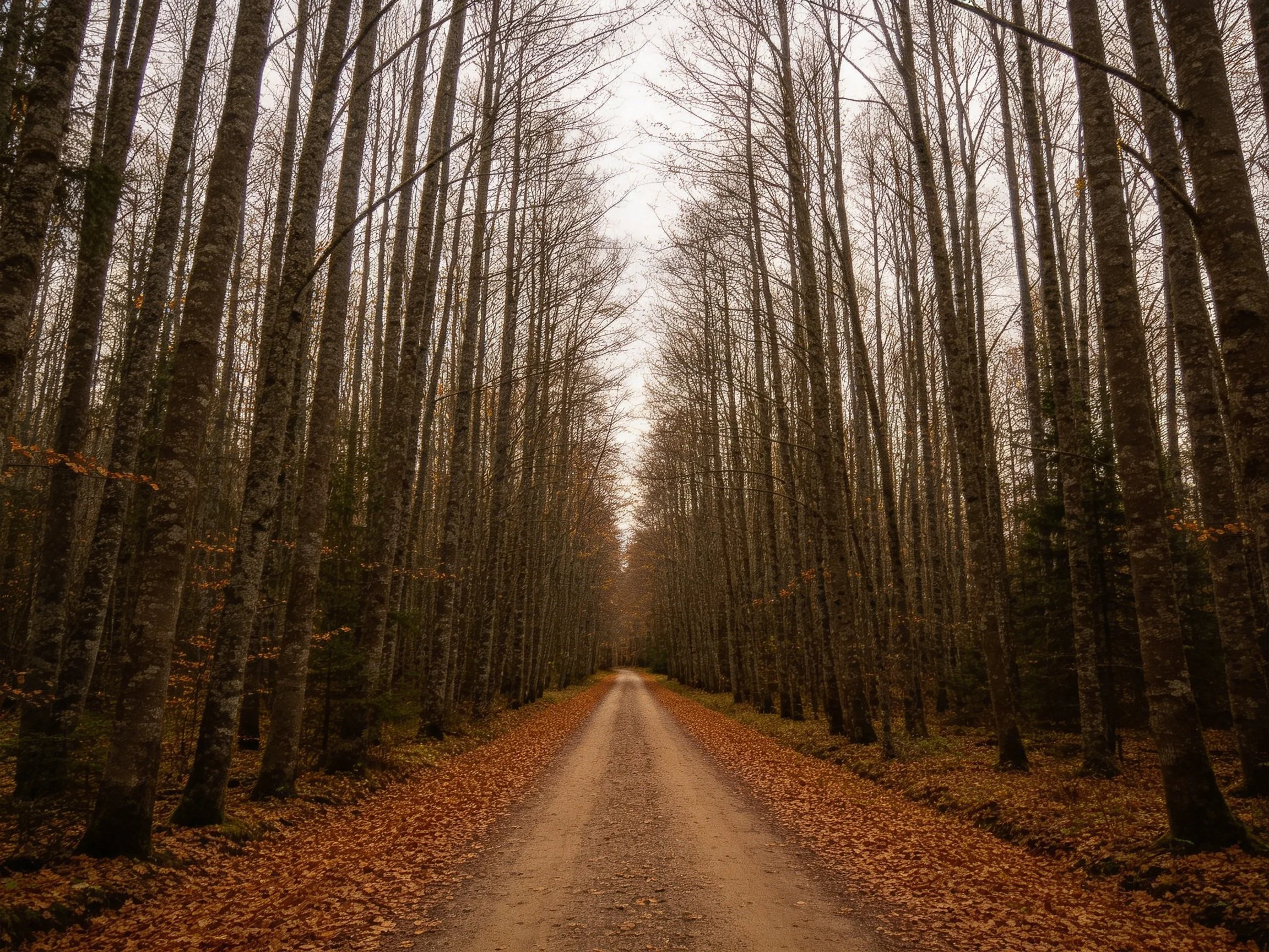 Narrow dirt path flanked by tall bare trees with autumn leaves