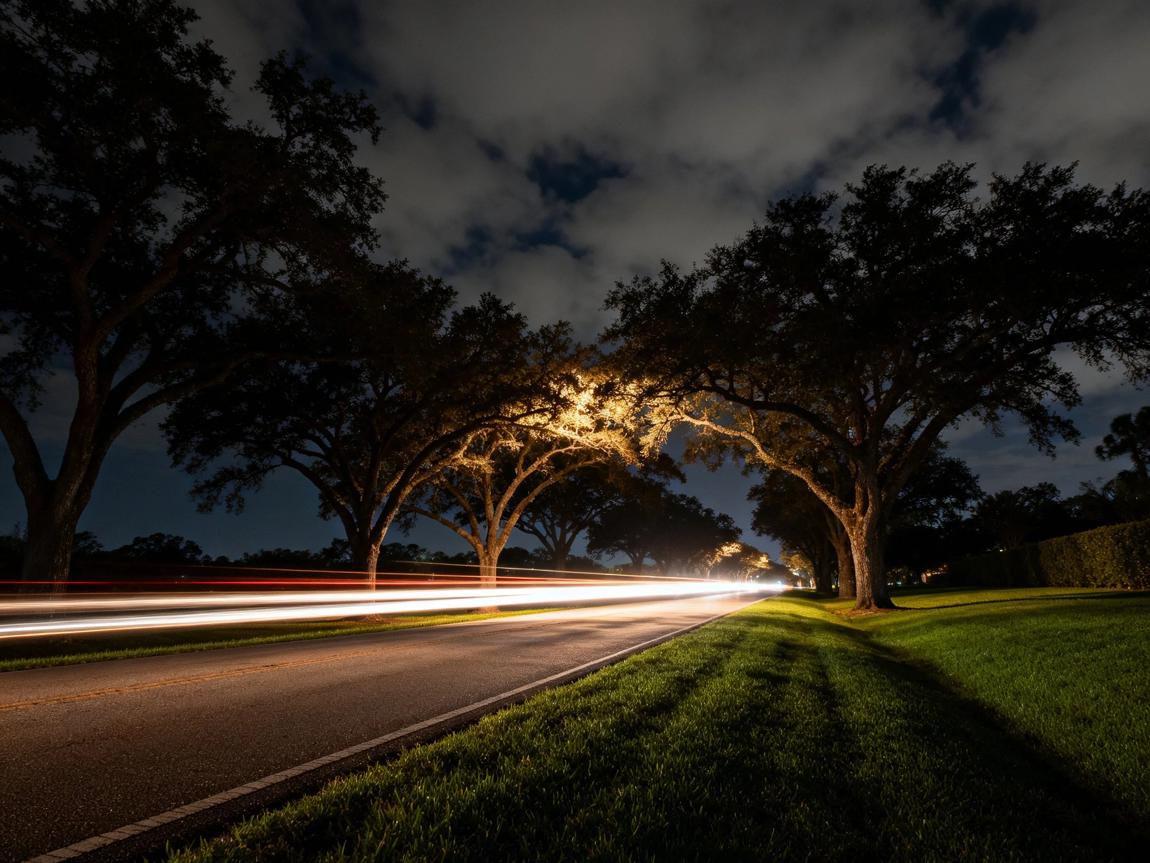 Nighttime street with tree-lined canopy and glowing car light trails