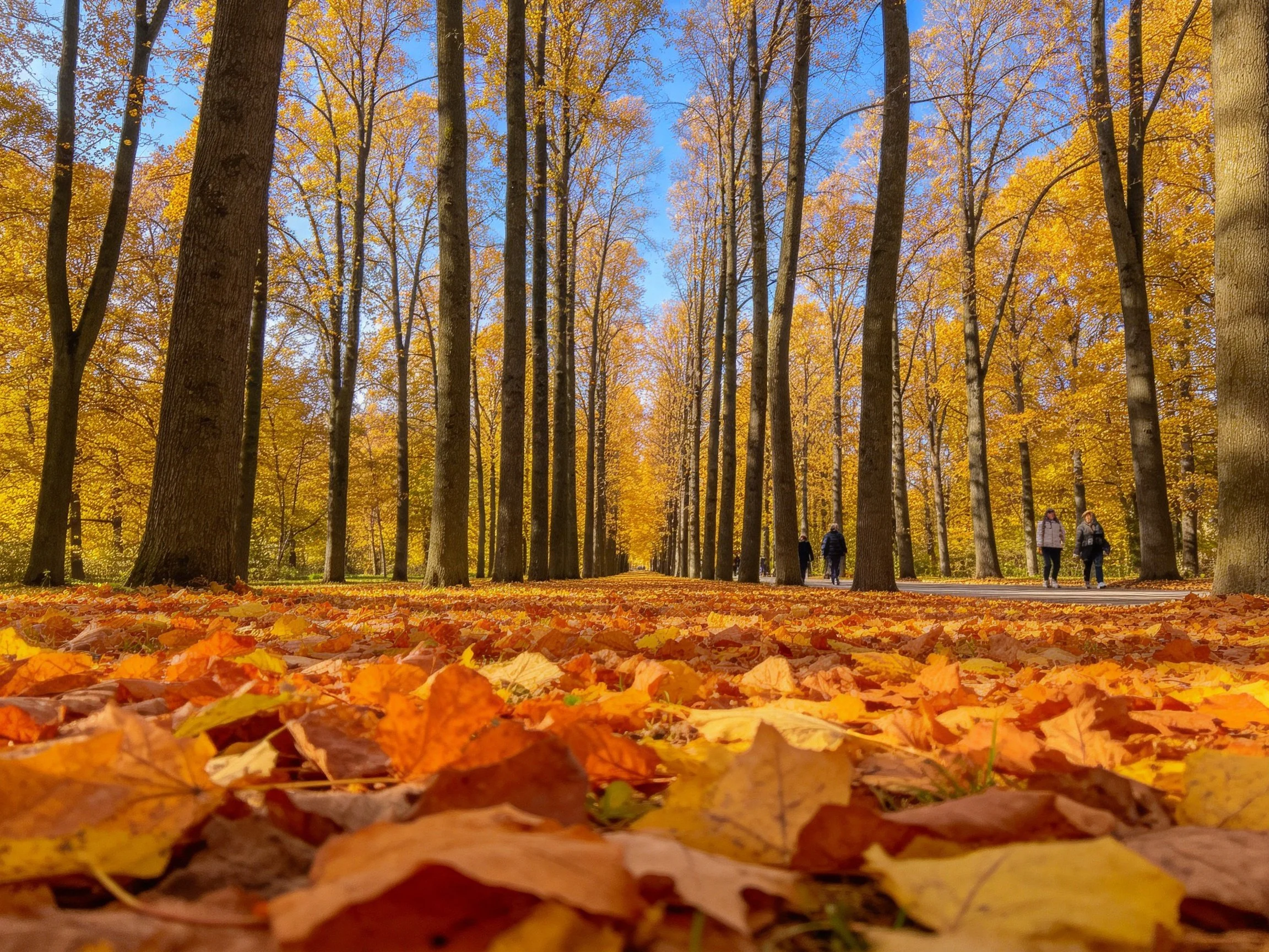 Pedestrians walk along a tree-lined avenue with golden autumn trees and fallen leaves