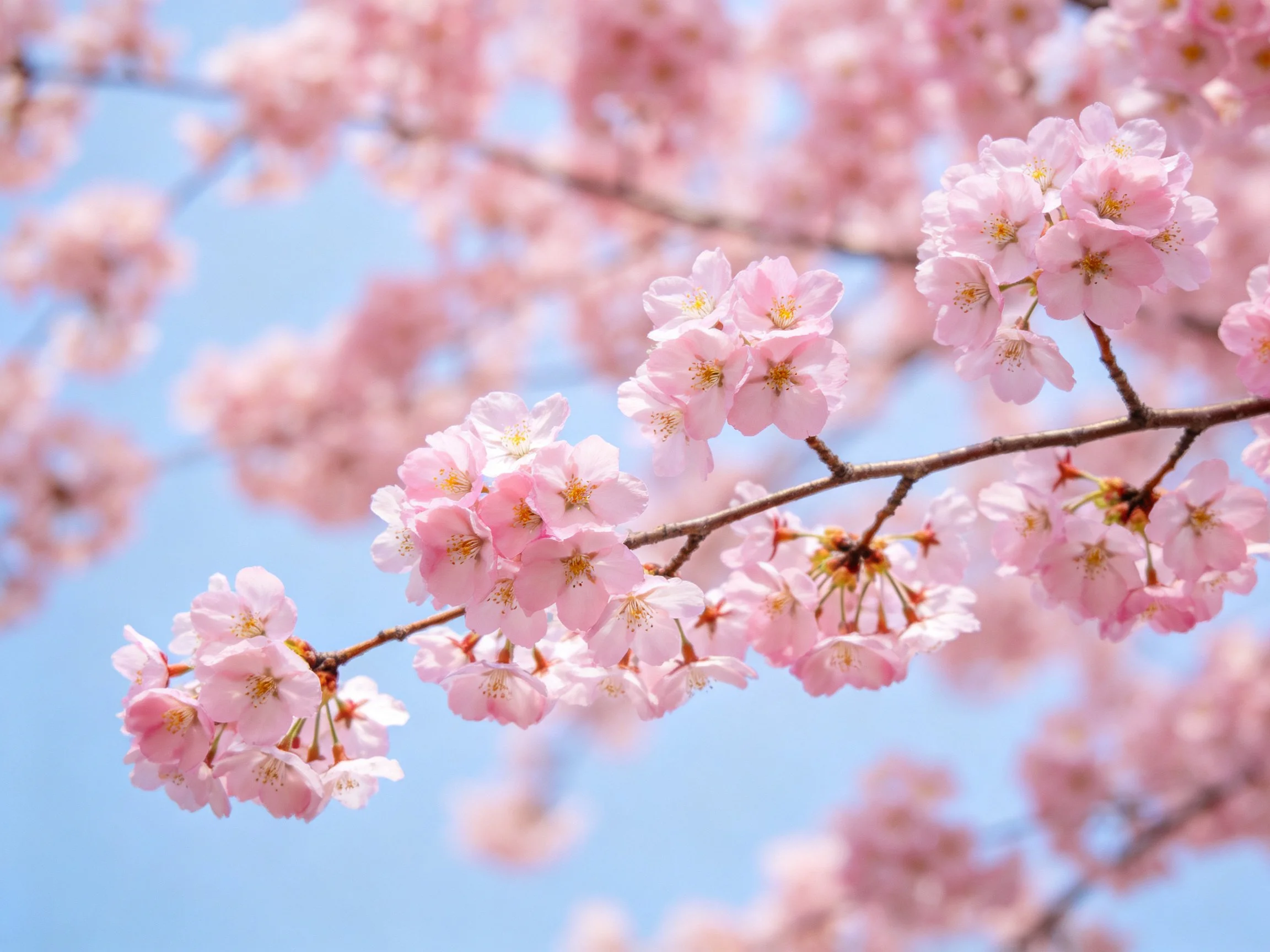 Pink cherry blossom branches against clear blue sky