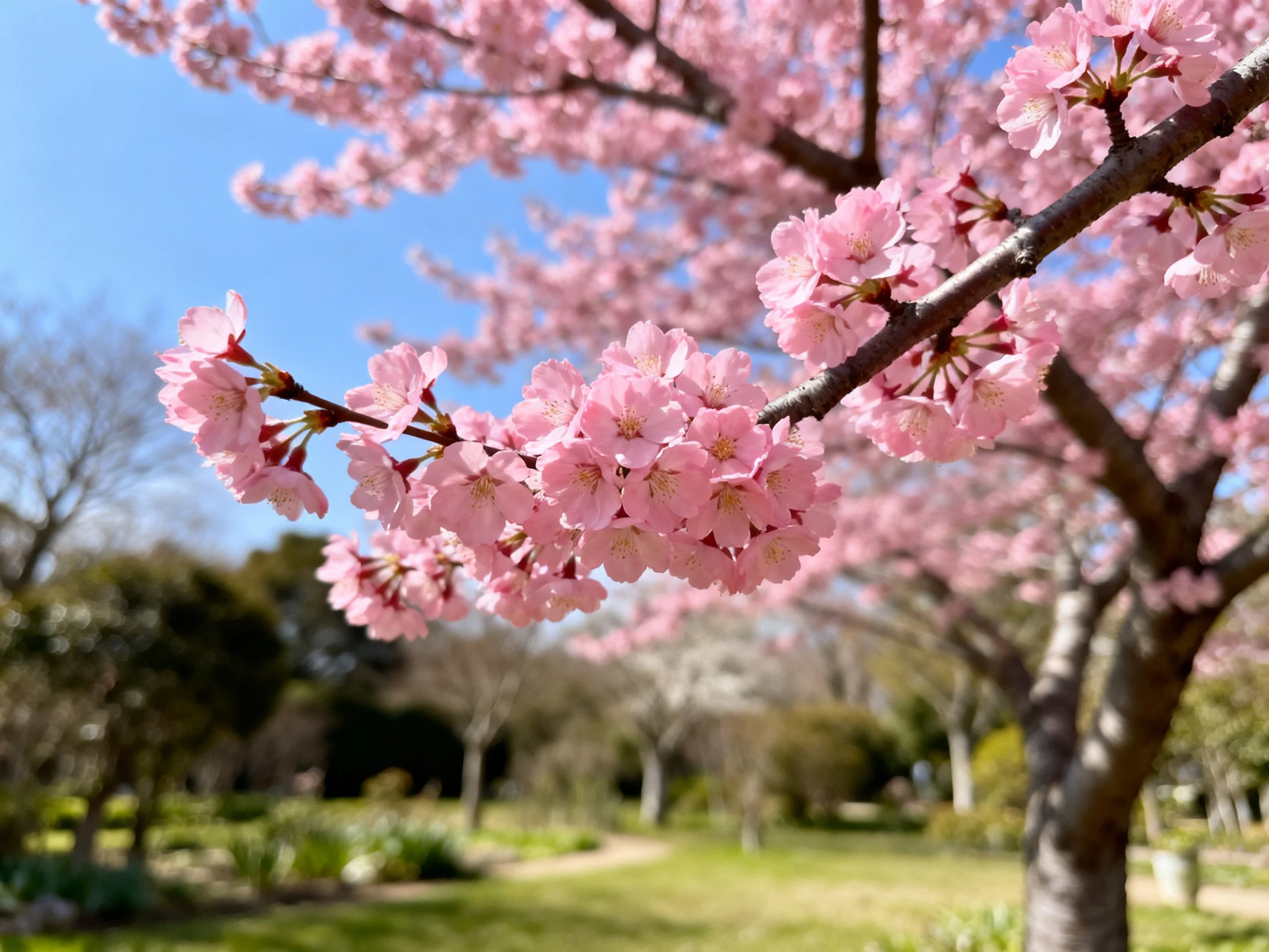 Pink cherry blossom branches with clear blue sky backdrop