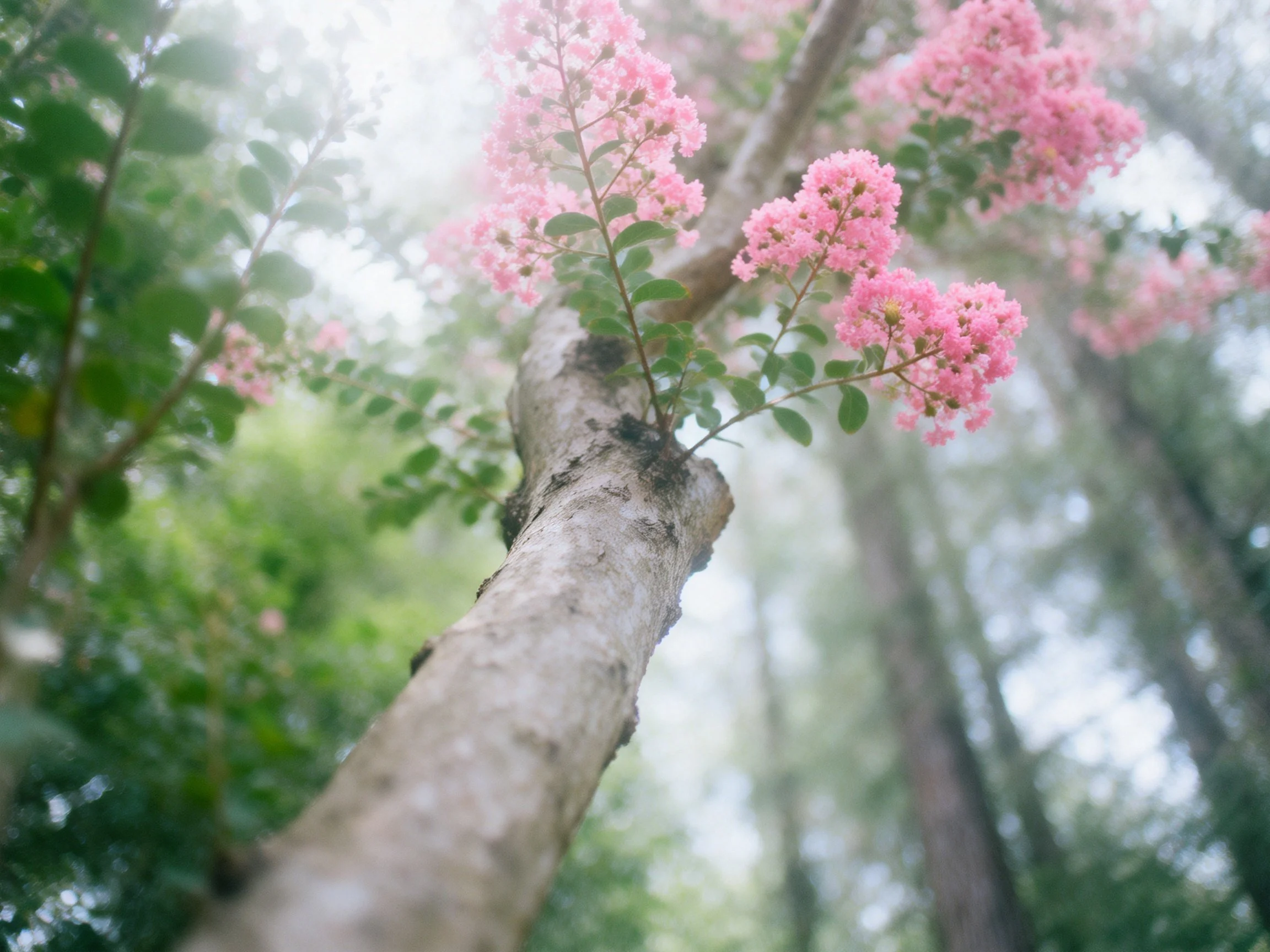 Pink flowering branches on a textured tree trunk in a misty forest