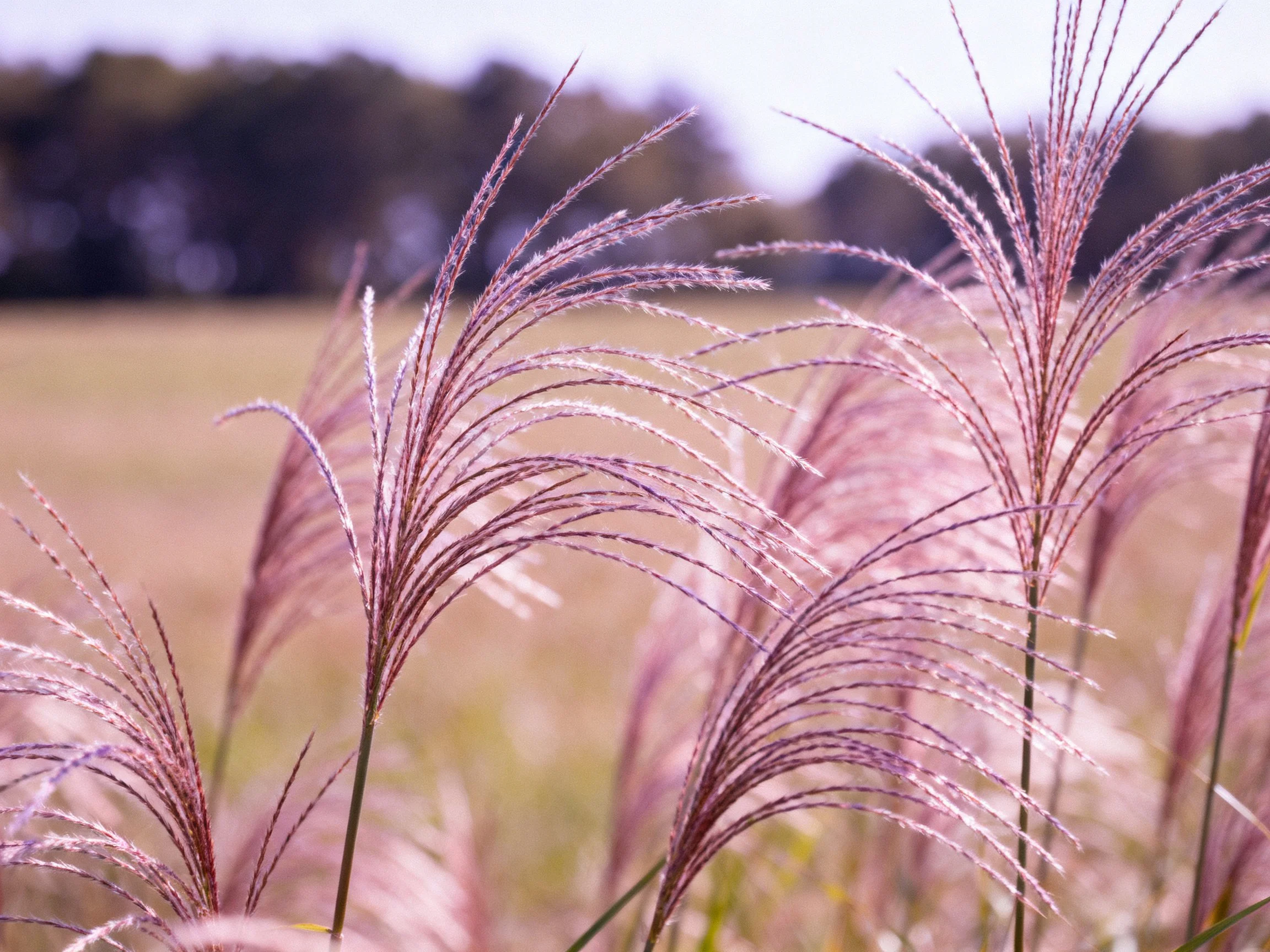 Pink-hued ornamental grasses swaying in sunlit meadow field