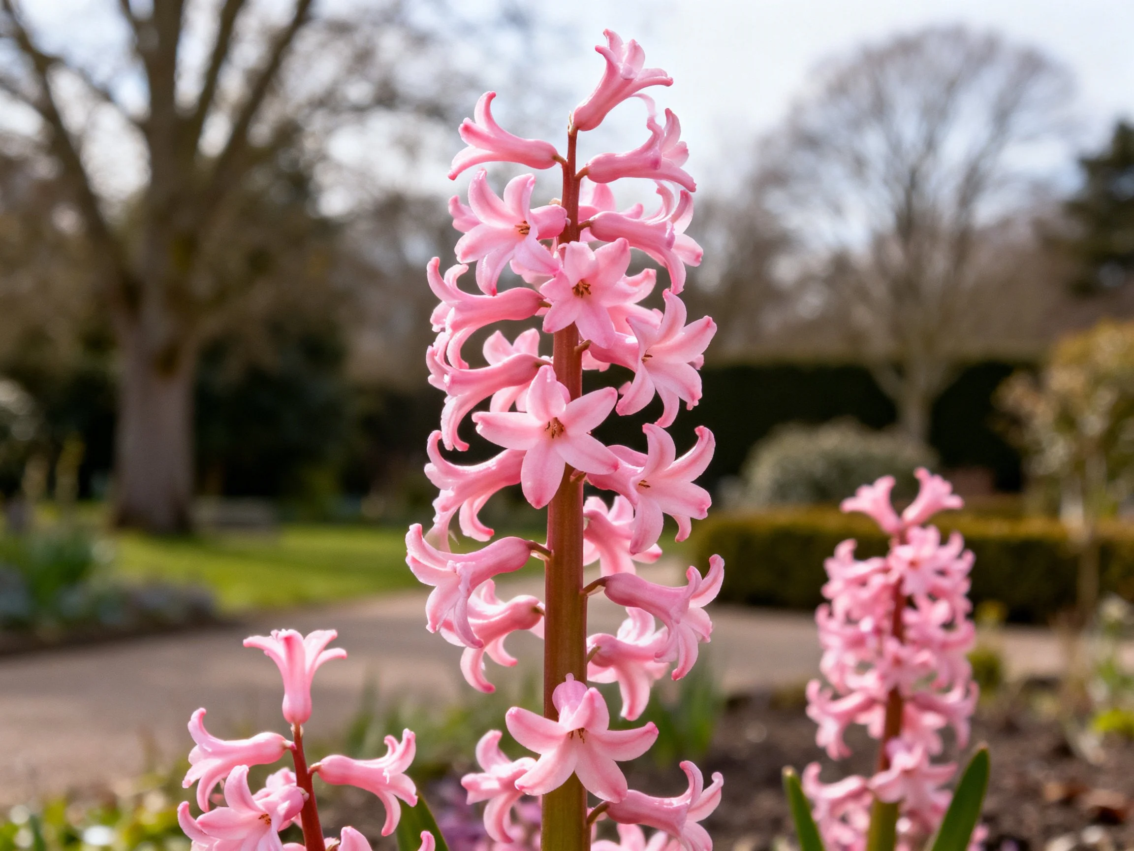 Pink hyacinth stalks with clustered bell-shaped blossoms in a garden setting