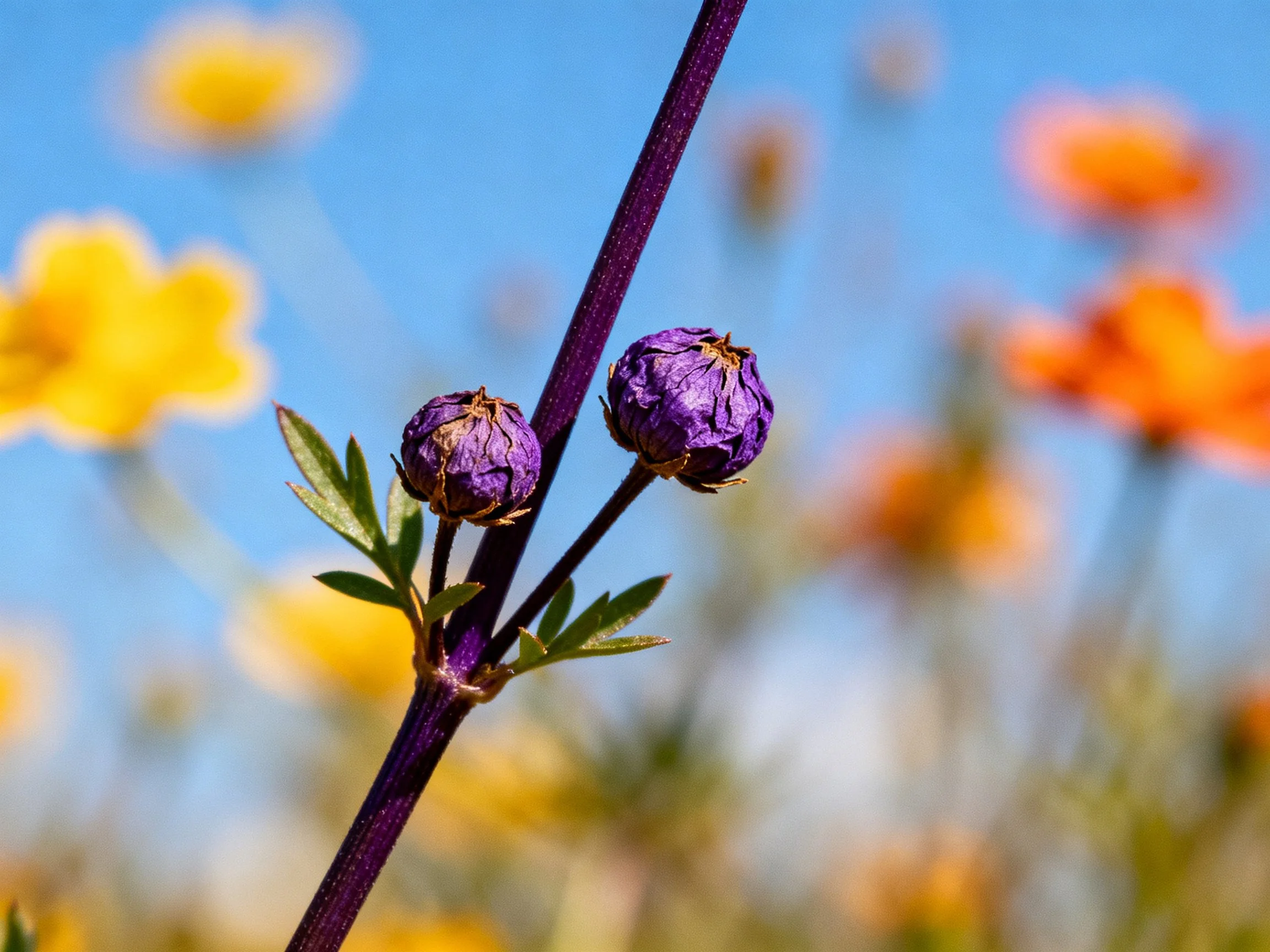Purple flower buds on dark stem with vibrant blurred flowers