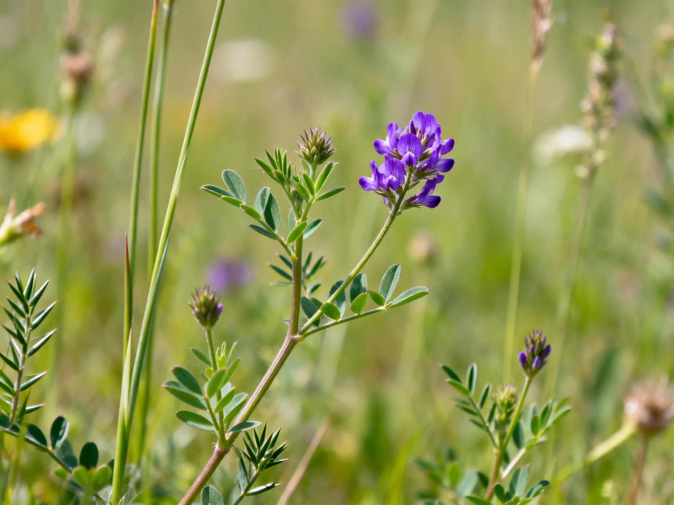 Purple wildflowers bloom among slender green stems in a sunlit meadow