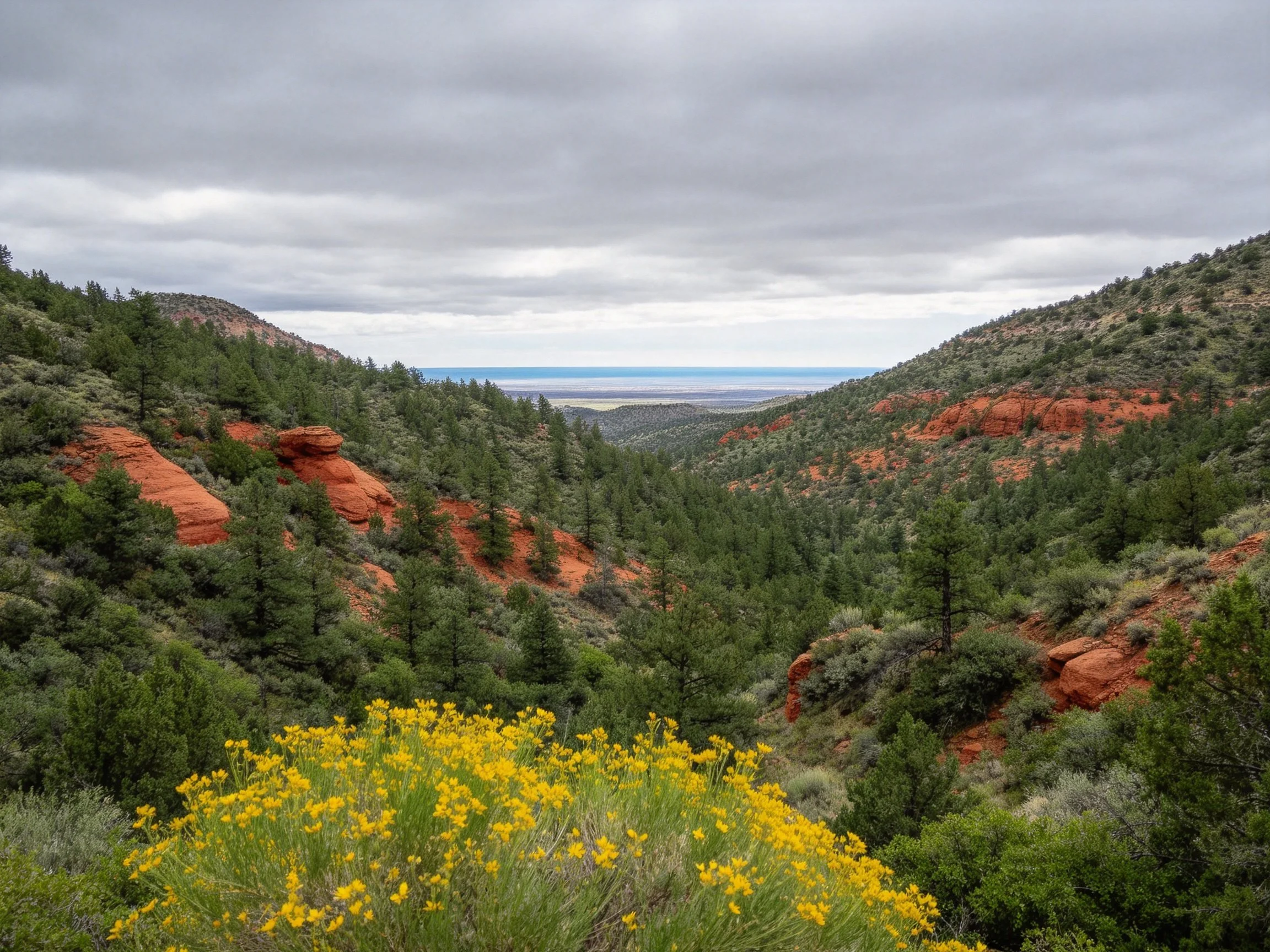 Red Rock Canyons with Green Forests and Yellow Wildflowers