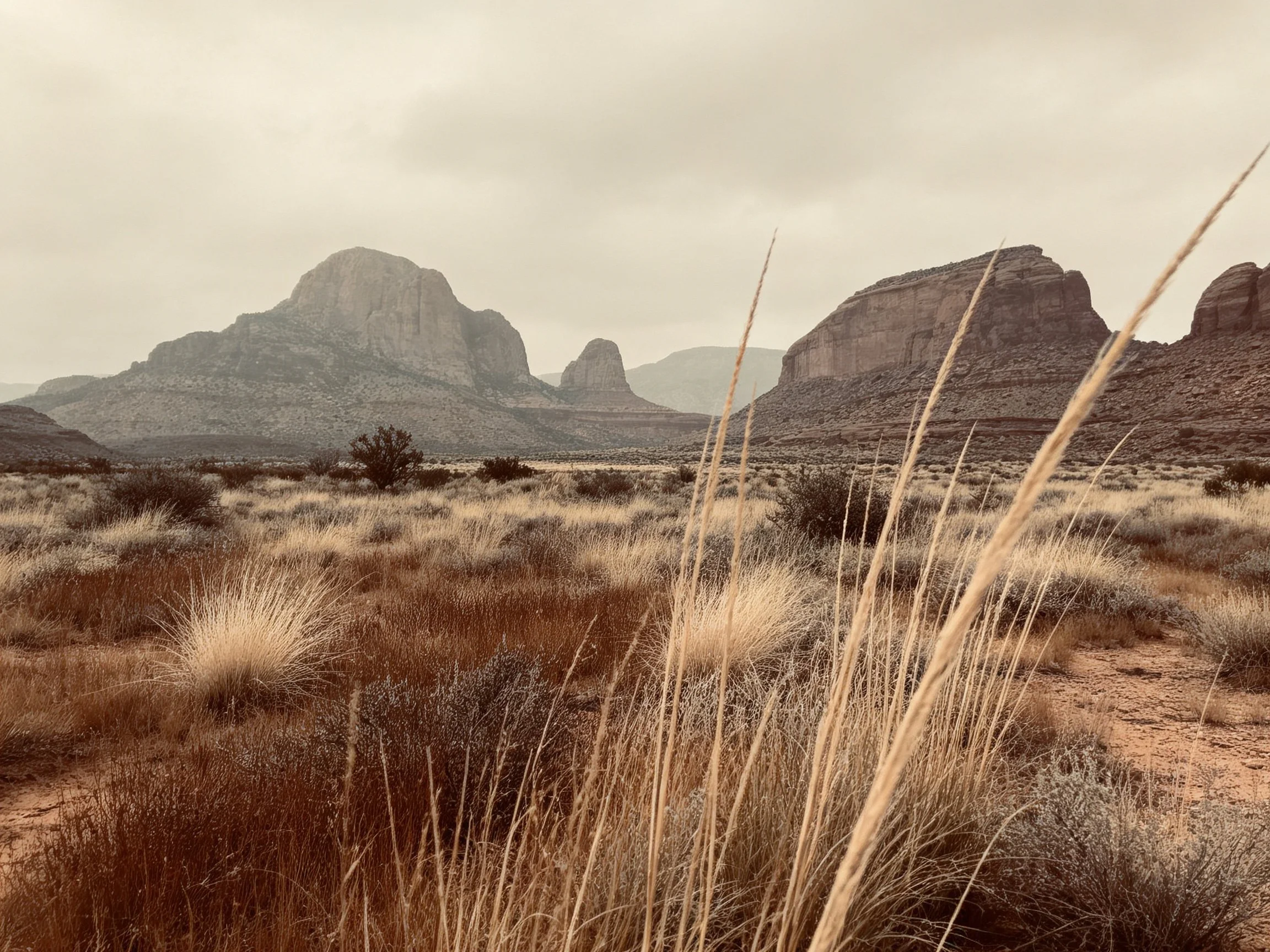 Rocky desert landscape with tall grasses and distant rock formations