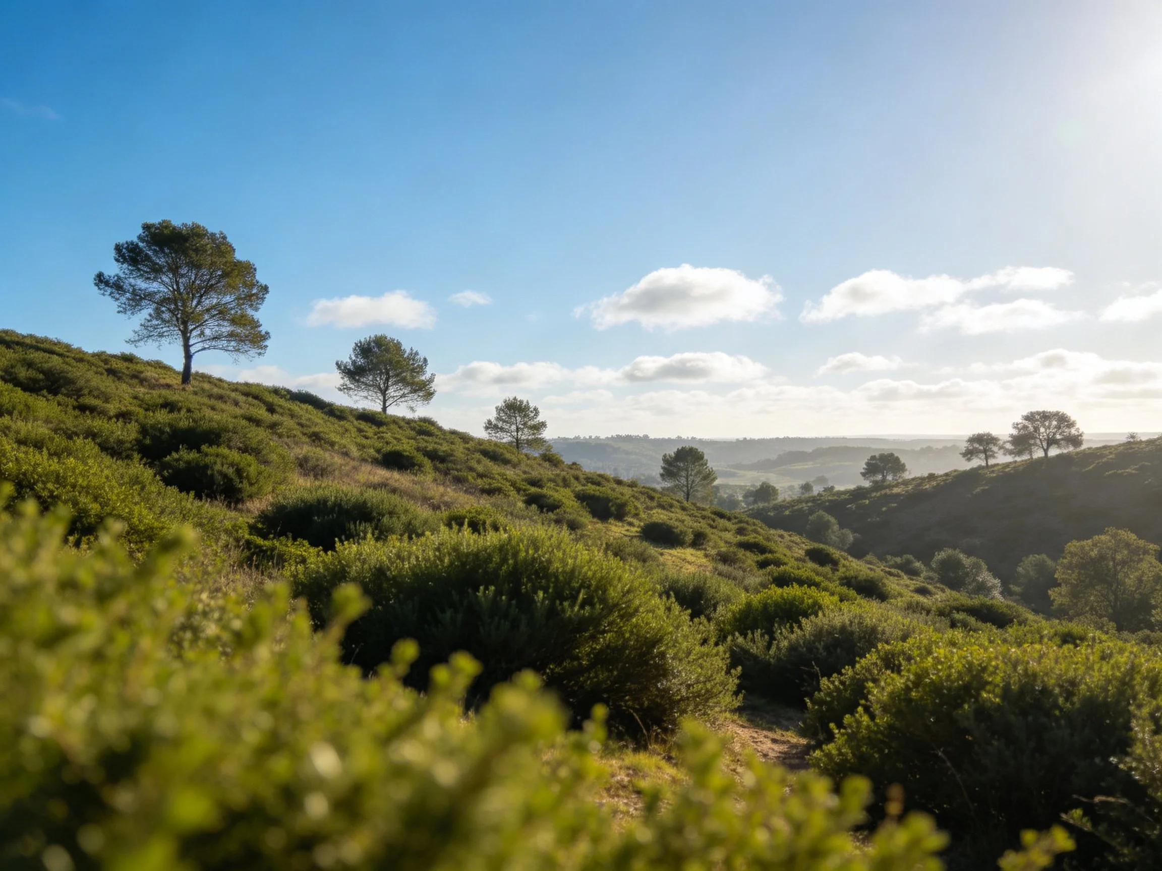 Rolling green hills with scattered pine trees under bright blue sky