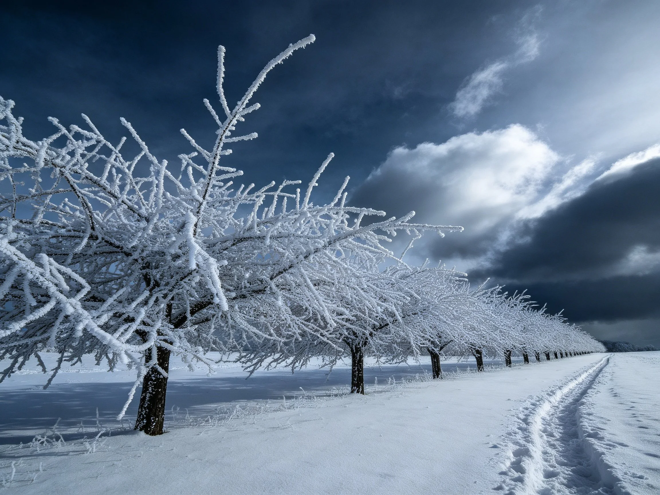 Rows of frost-laden trees stretch along a snowy path beneath a moody, stormy sky