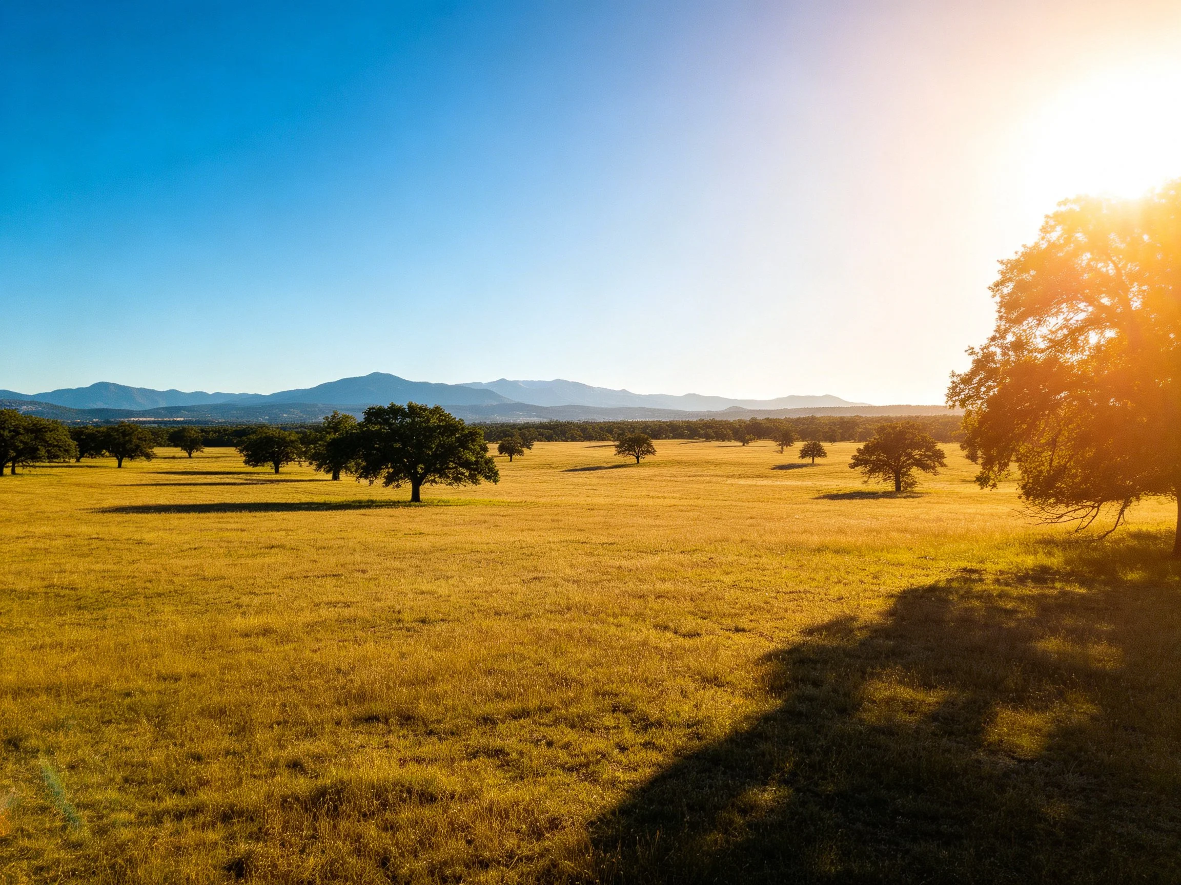 Scattered trees dot a golden field with distant mountains under a clear blue sky