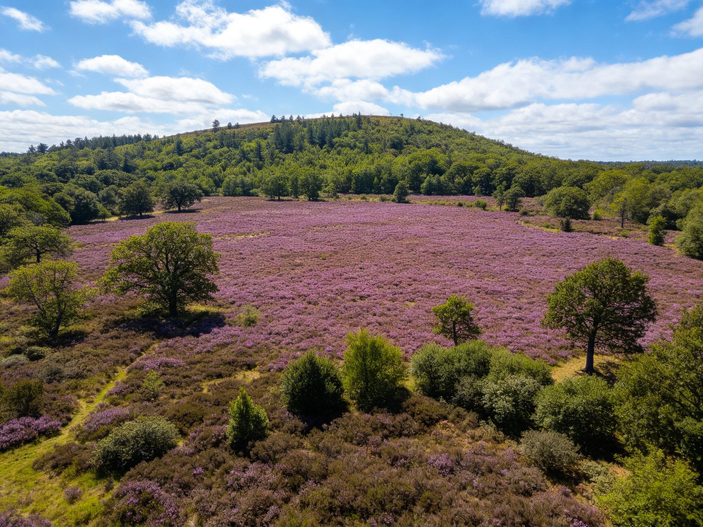 Scattered trees dot vast purple heathland near forested hill