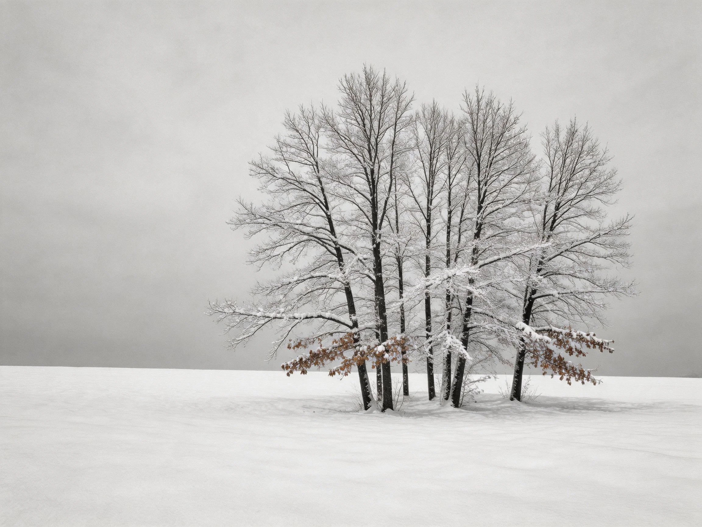 Seven snow-dusted trees cluster in expansive white winter landscape