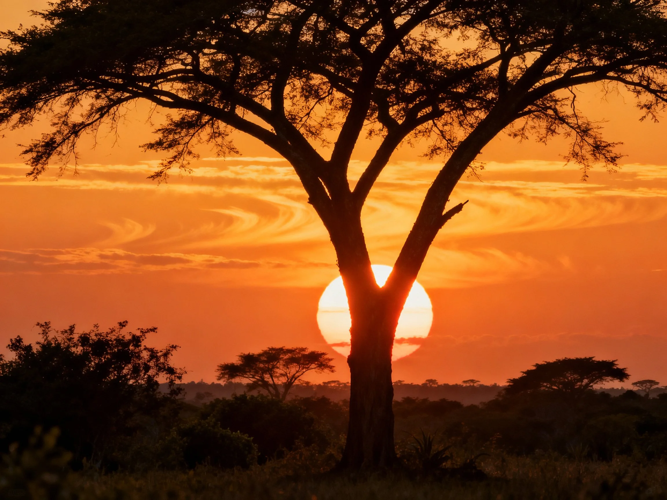Silhouetted Acacia Tree Against Vibrant Orange Sunset