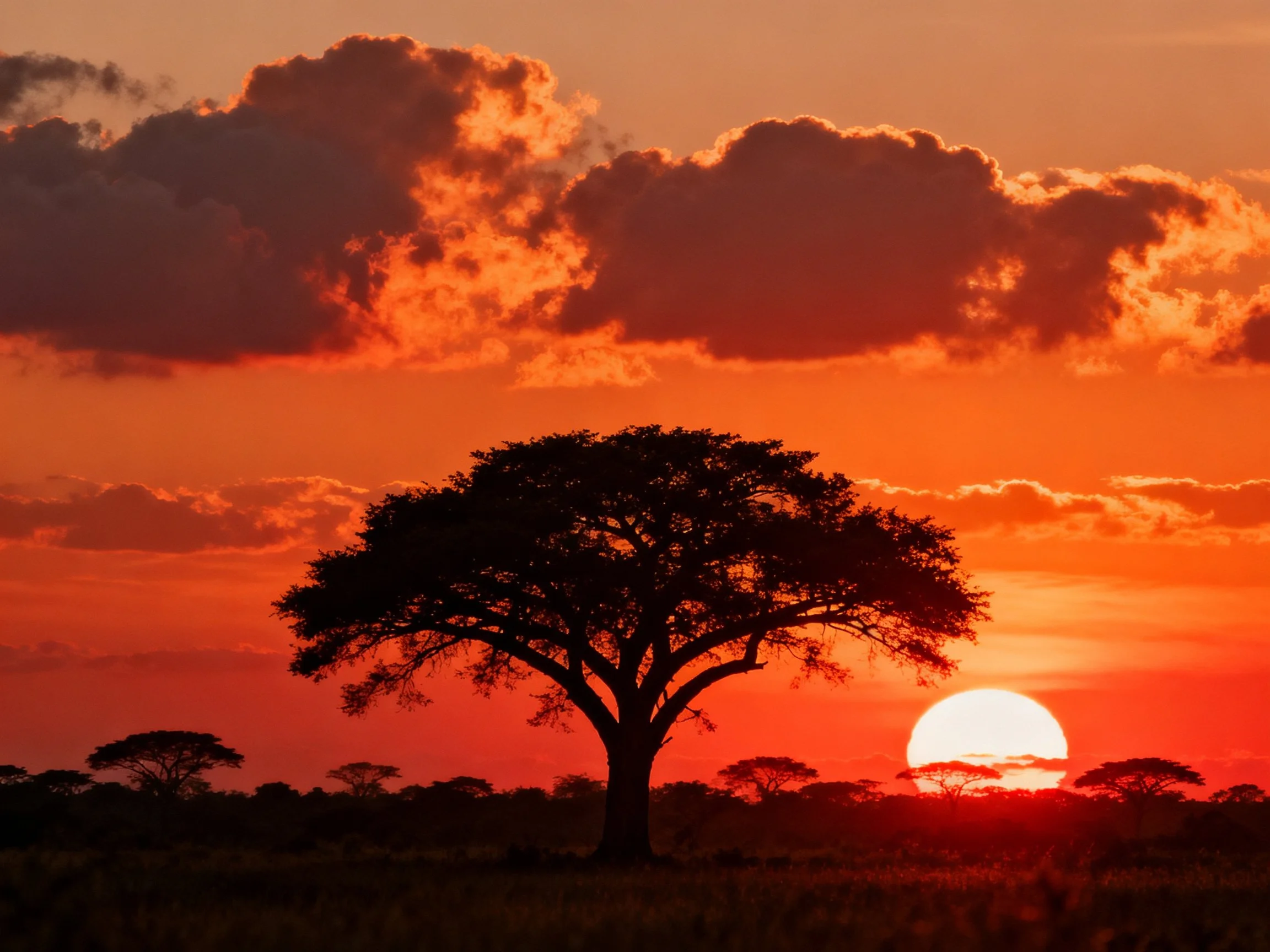 Silhouetted Acacia Tree Under Vibrant Orange Sunset Sky