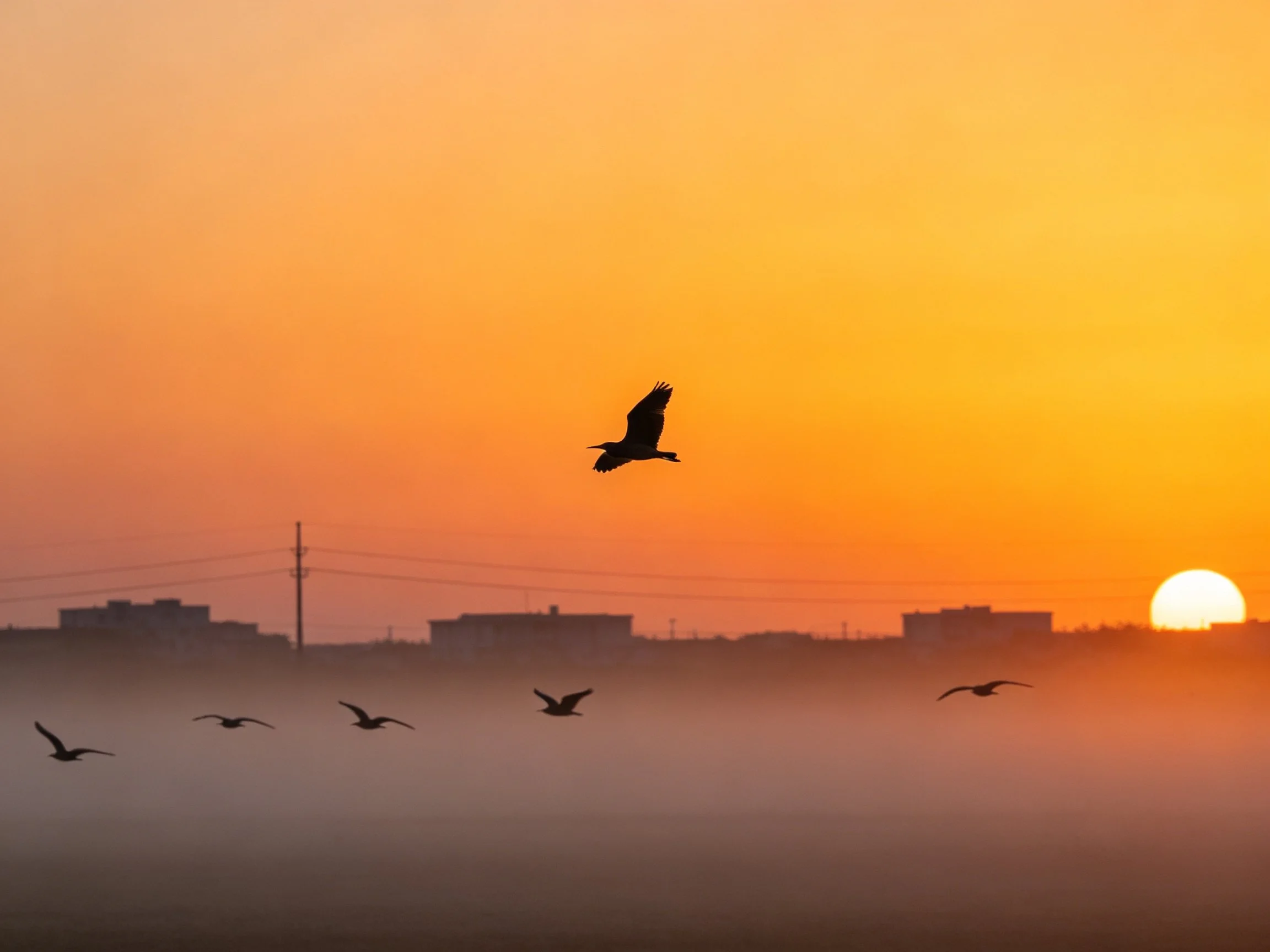 Silhouetted Birds Soar Under a Rich Orange Sunset