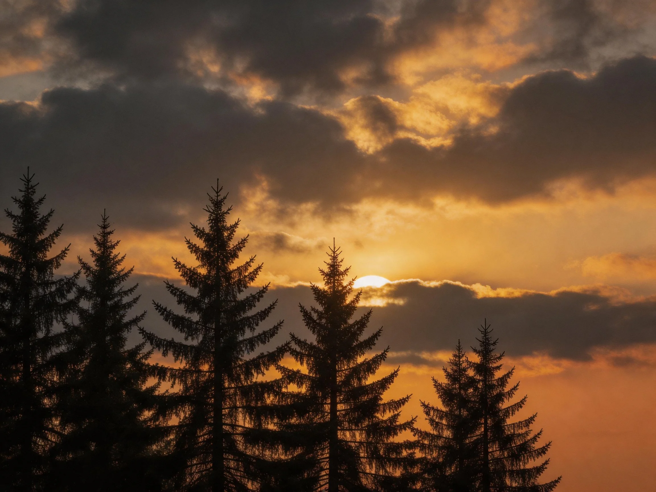 Silhouetted Pine Trees Under Dramatic Sunset Sky