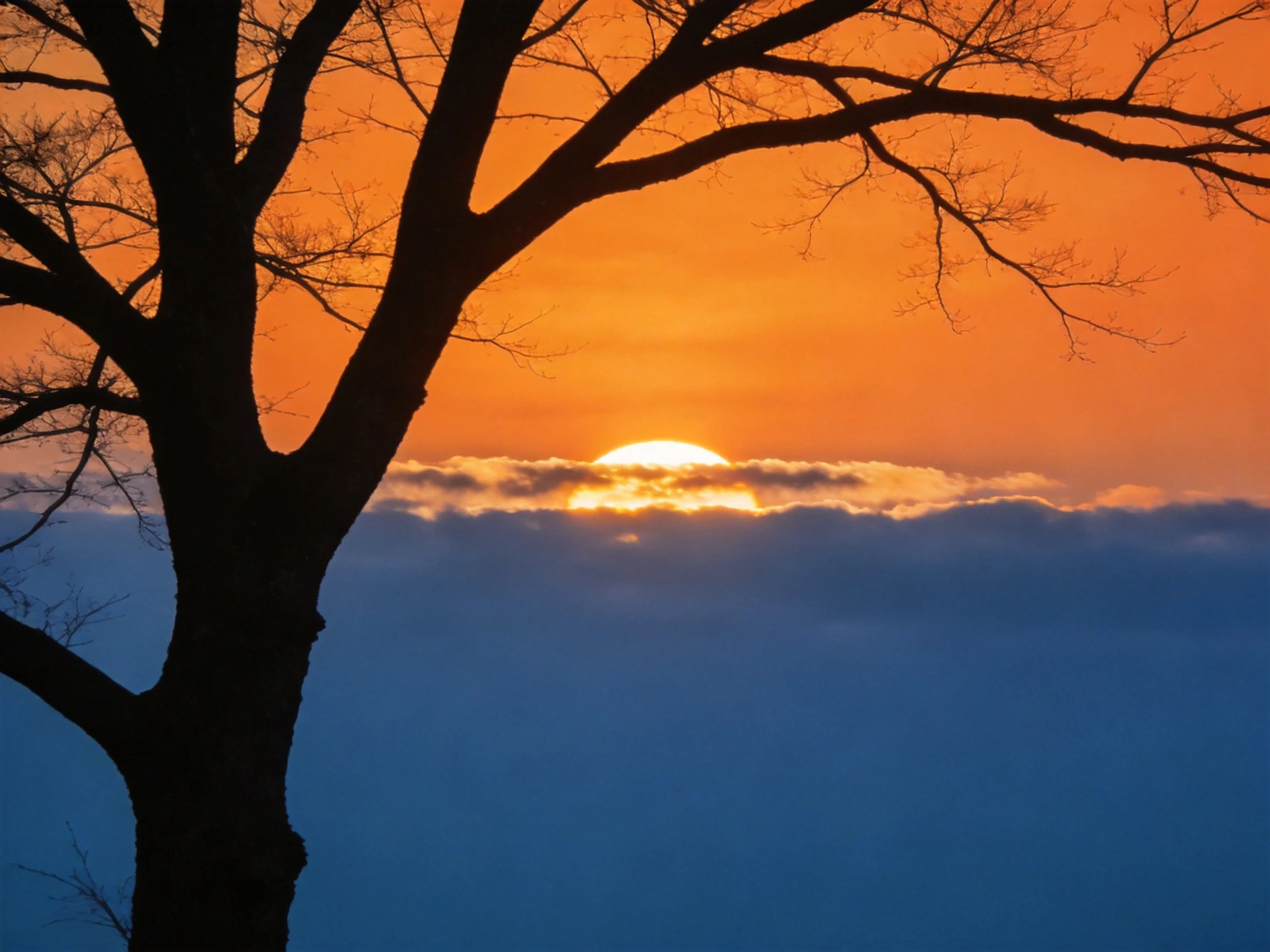 Silhouetted Tree Against Vibrant Sunset Sky With Clouds