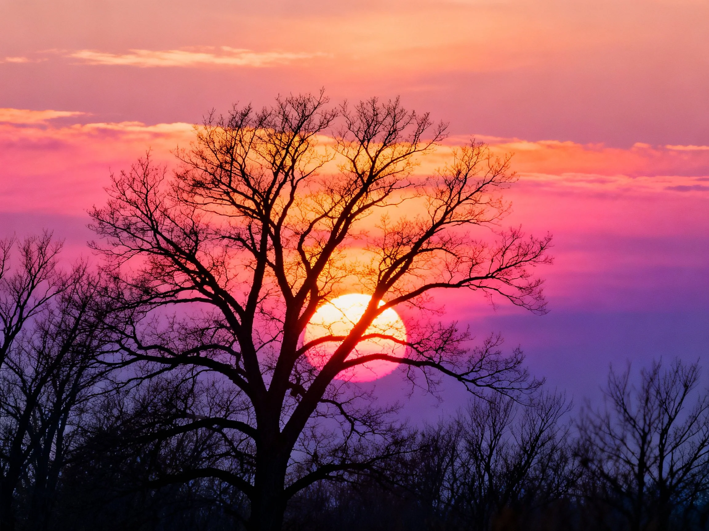 Silhouetted bare-branched tree against colorful sunset sky
