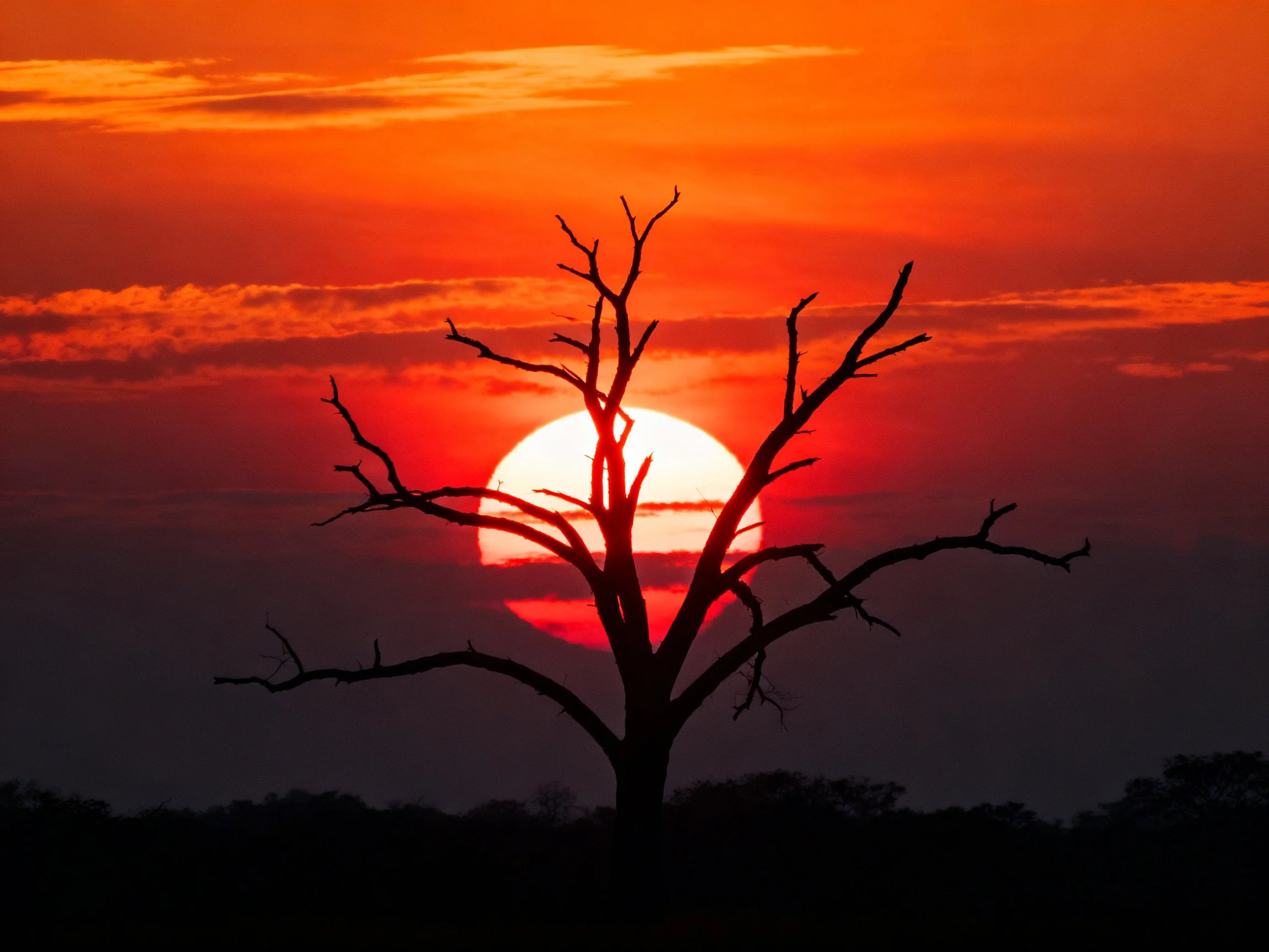 Silhouetted bare tree against vivid orange-red sunset