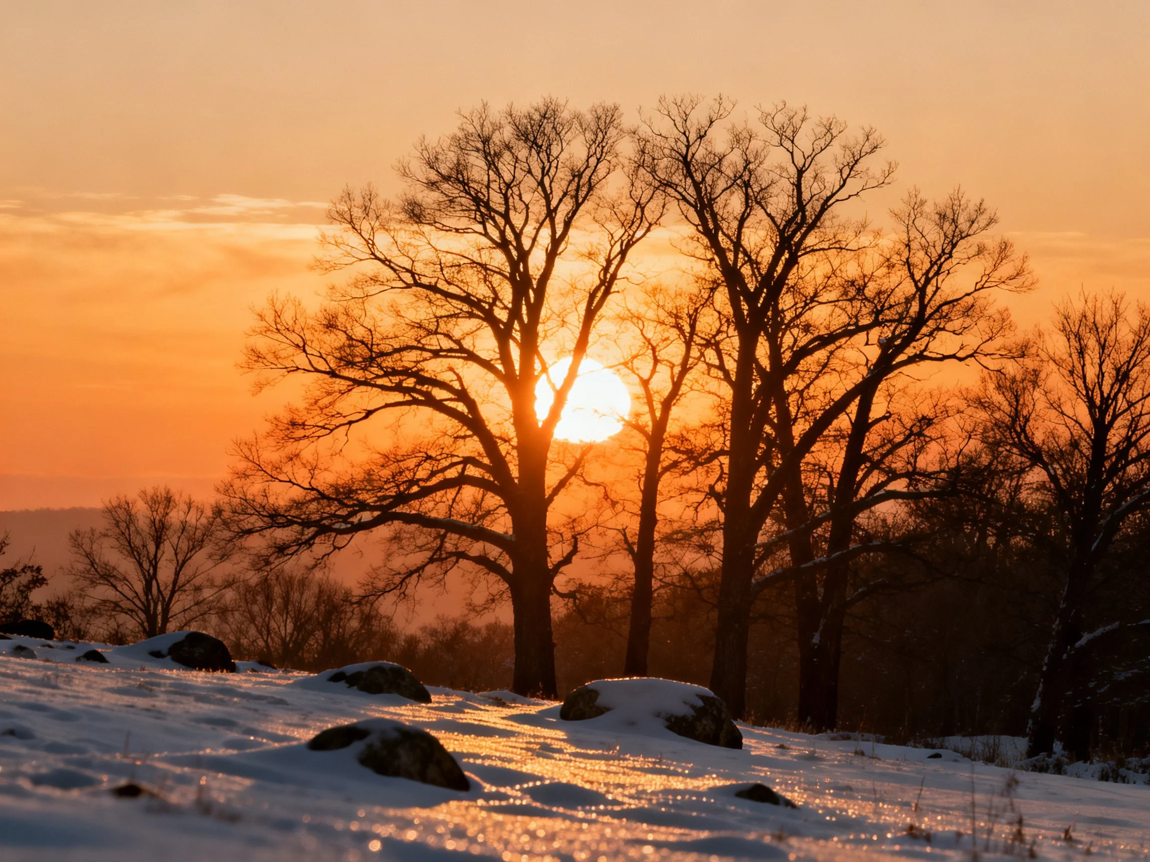 Silhouetted bare trees against an orange winter sunset