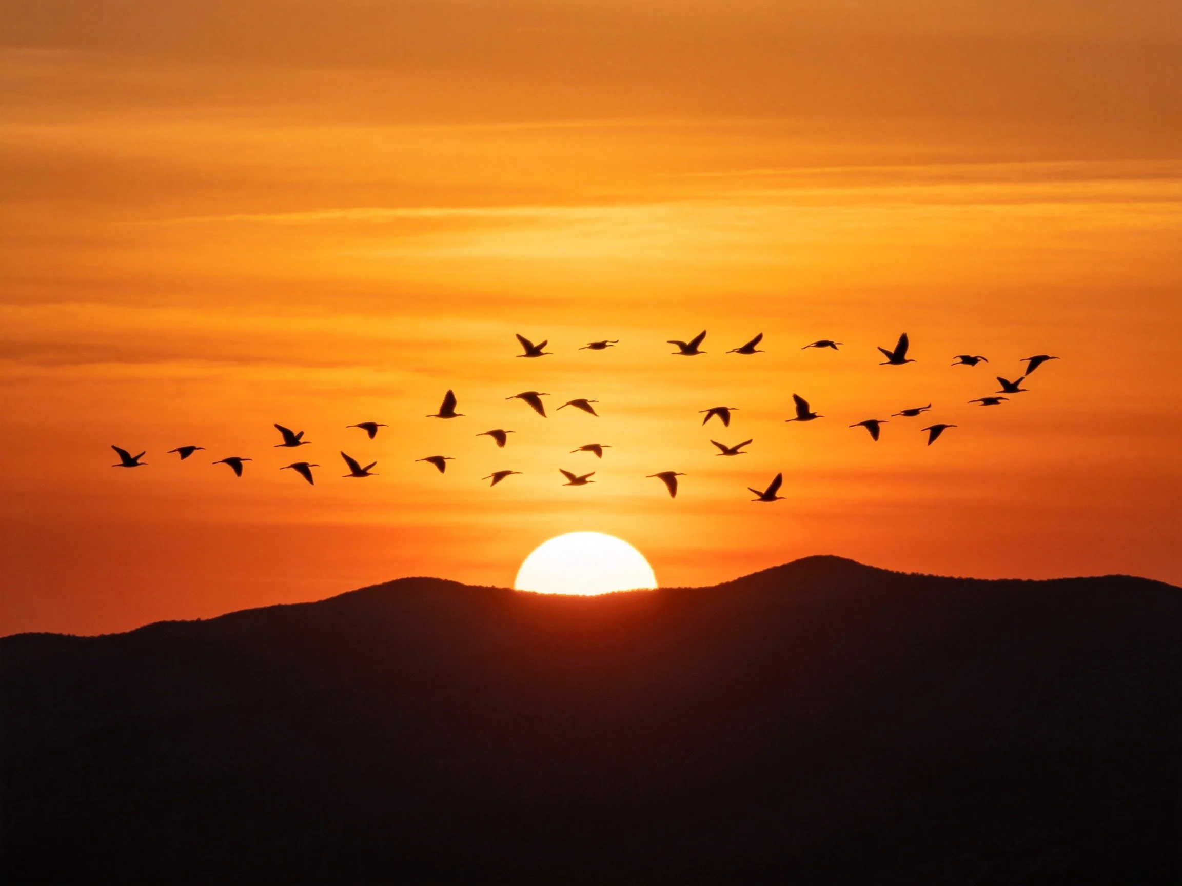 Silhouetted birds fly over dark mountains under vibrant orange sunset