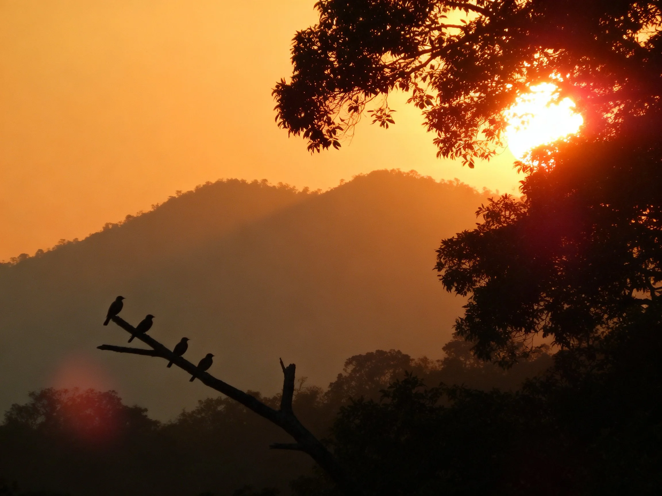 Silhouetted birds perched on a branch amidst misty golden mountains