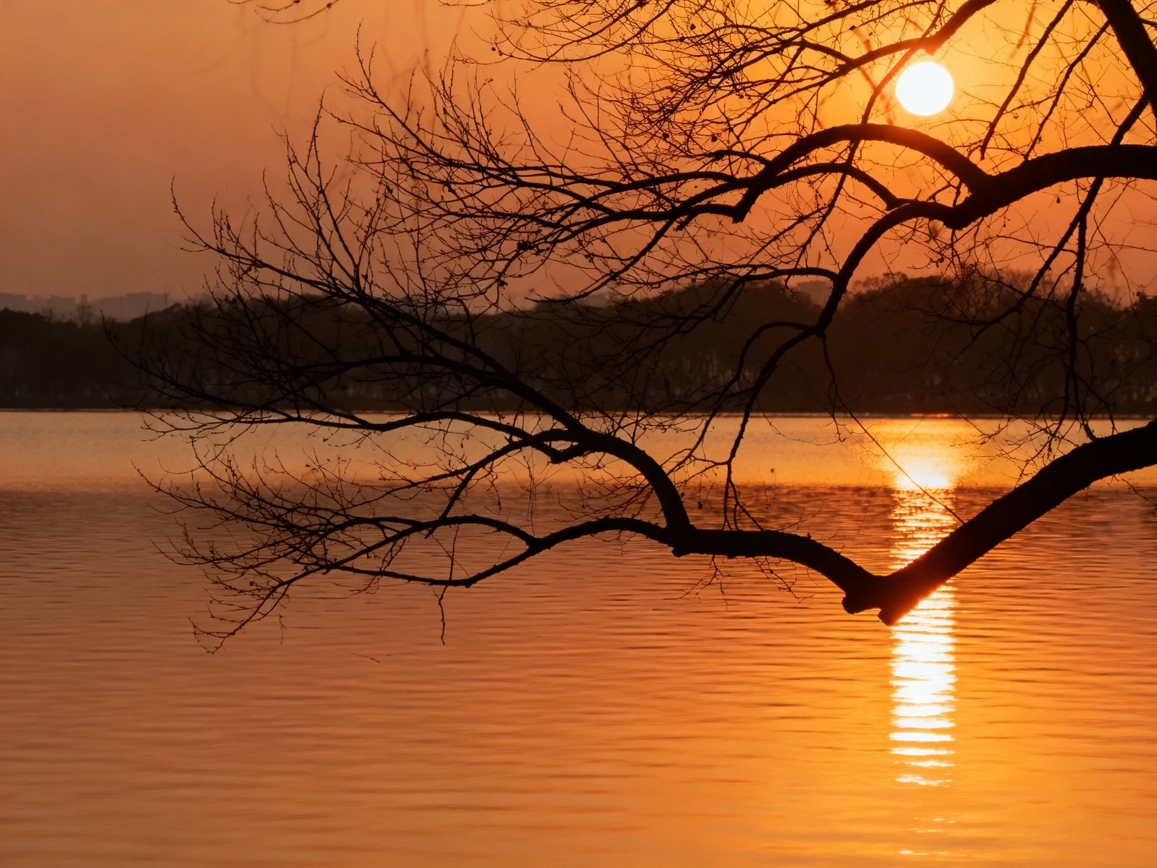 Silhouetted branches frame golden sunset over calm waters