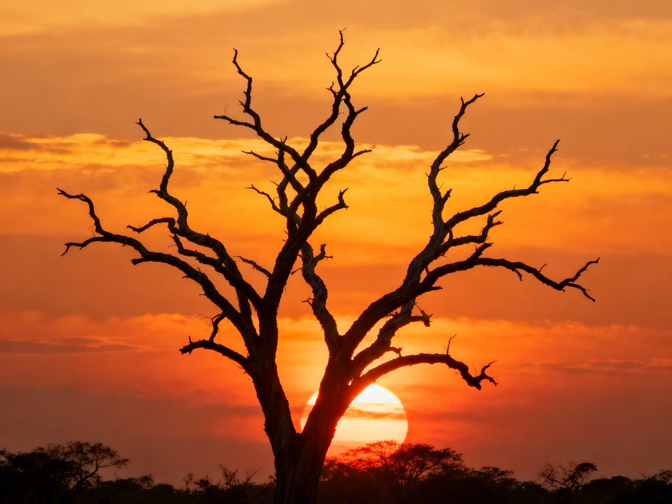 Silhouetted dead tree against vibrant orange sunset sky