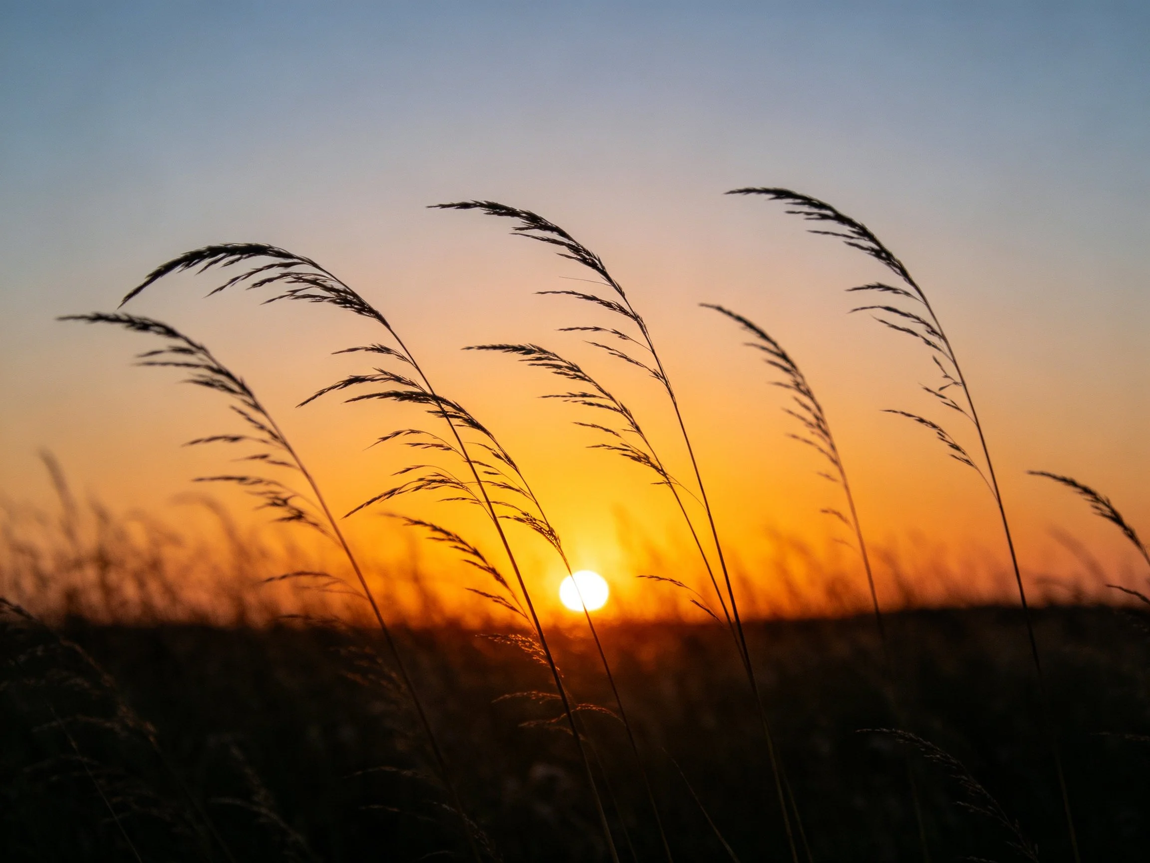 Silhouetted grass blades against a colorful sunset sky
