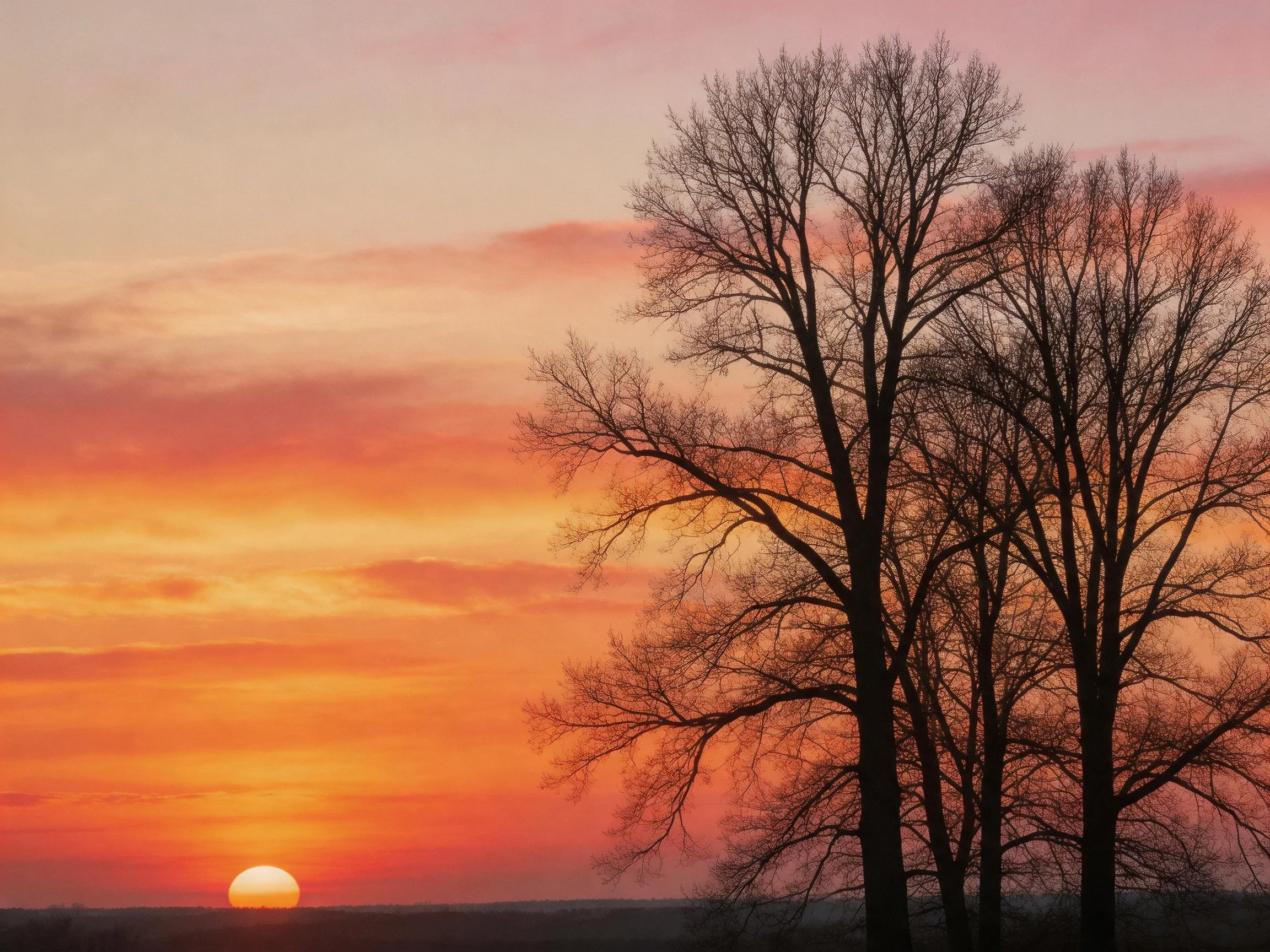Silhouetted leafless trees beneath a vibrant sunset sky