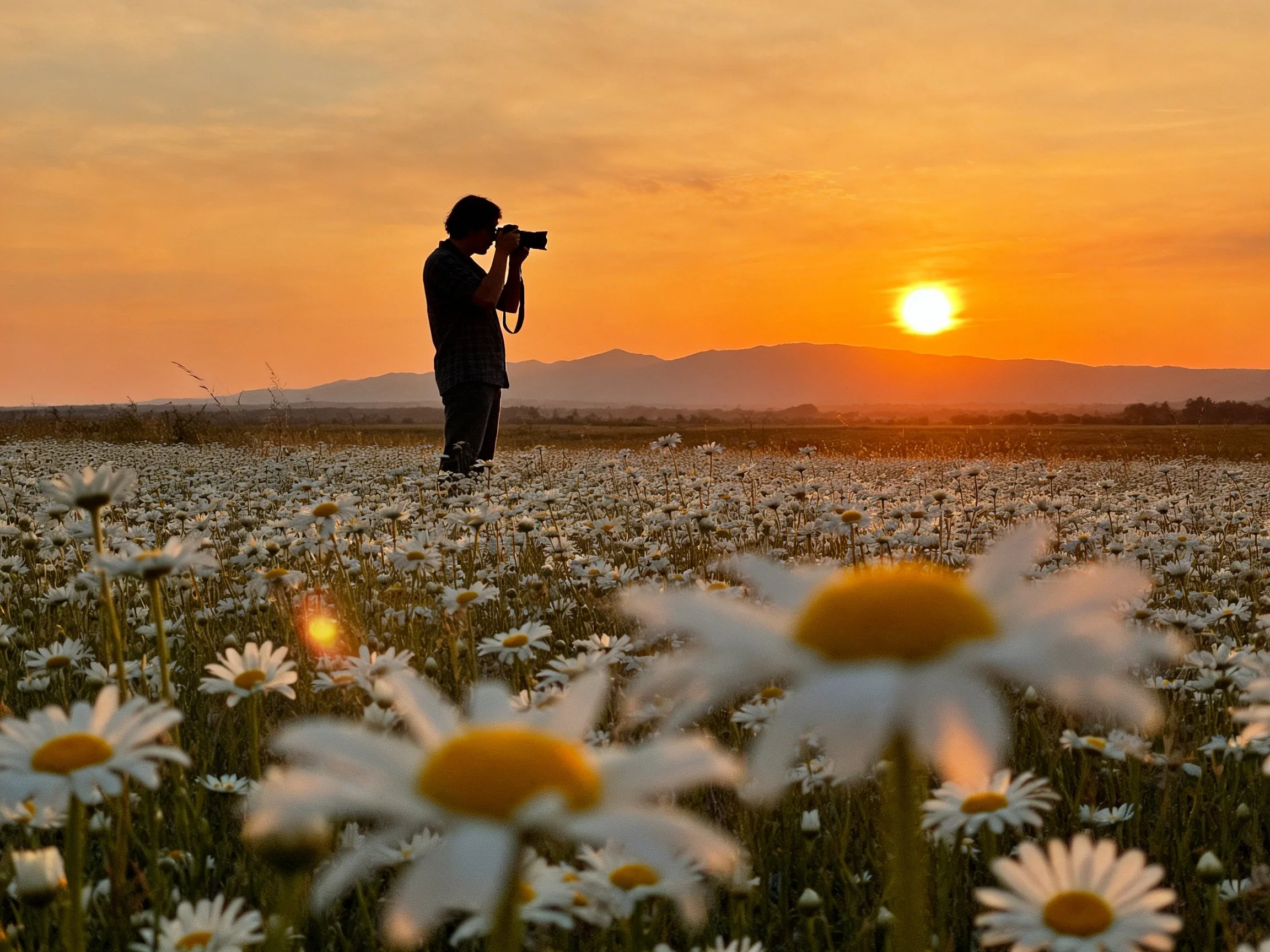 Silhouetted photographer capturing daisy field at golden hour