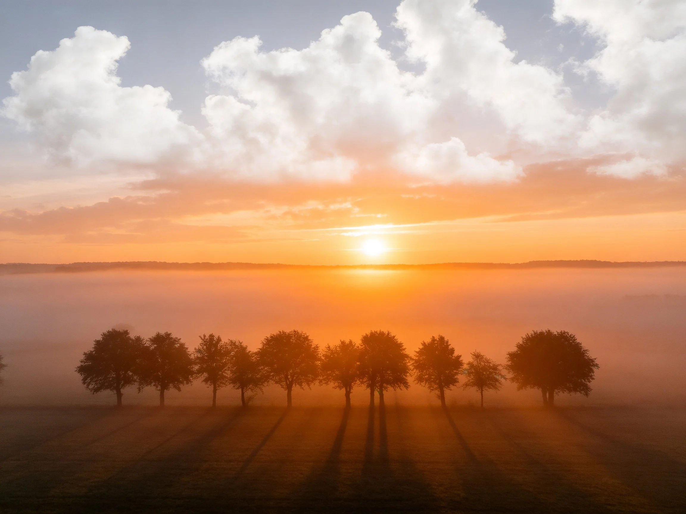 Silhouetted trees against a warm sunrise with misty horizon