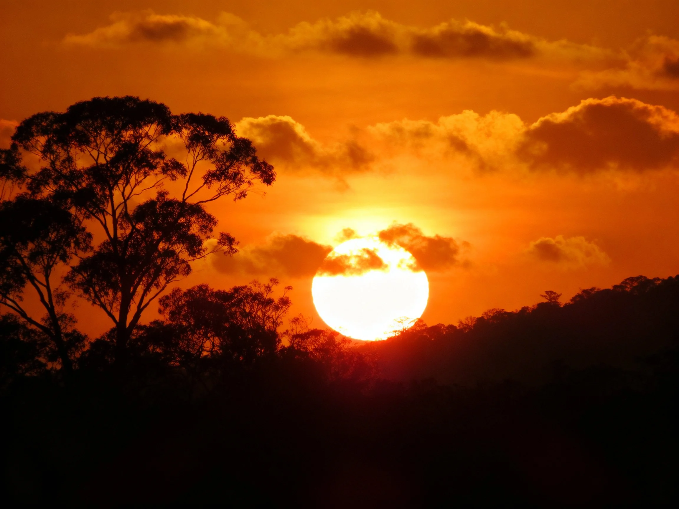 Silhouetted trees beneath a vibrant orange sunset sky