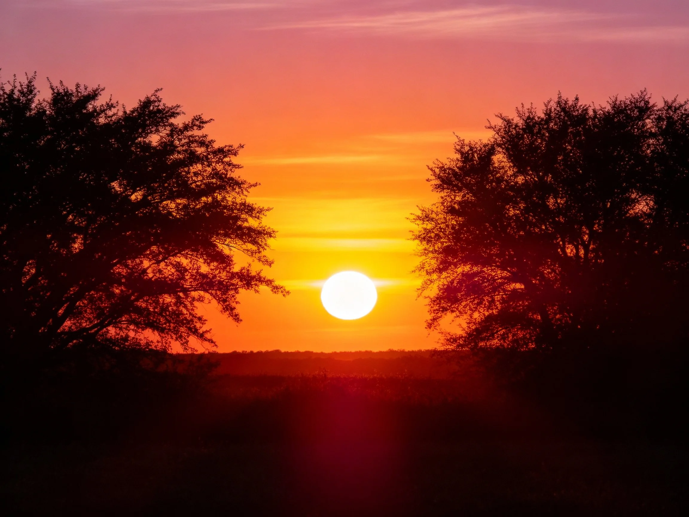 Silhouetted trees frame a vibrant orange sunset sky