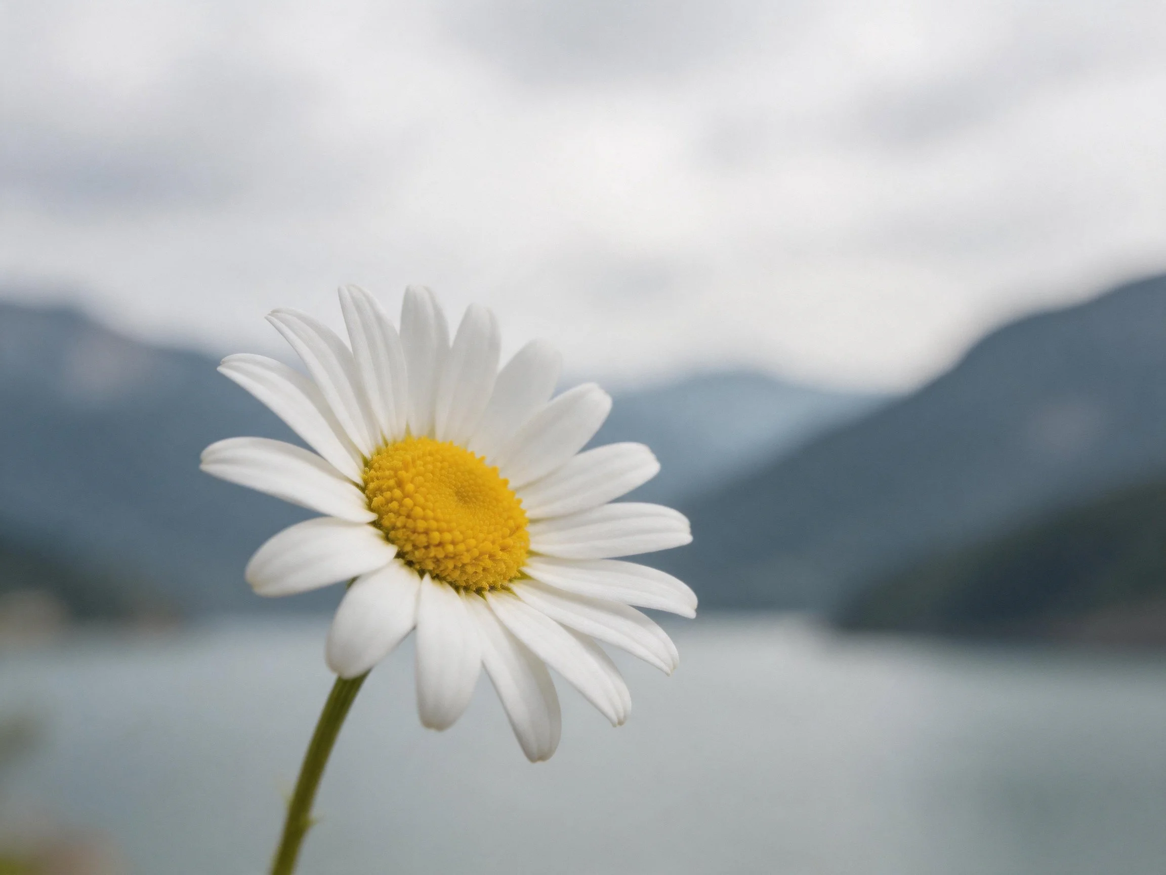 Single daisy flower with white petals near misty mountains