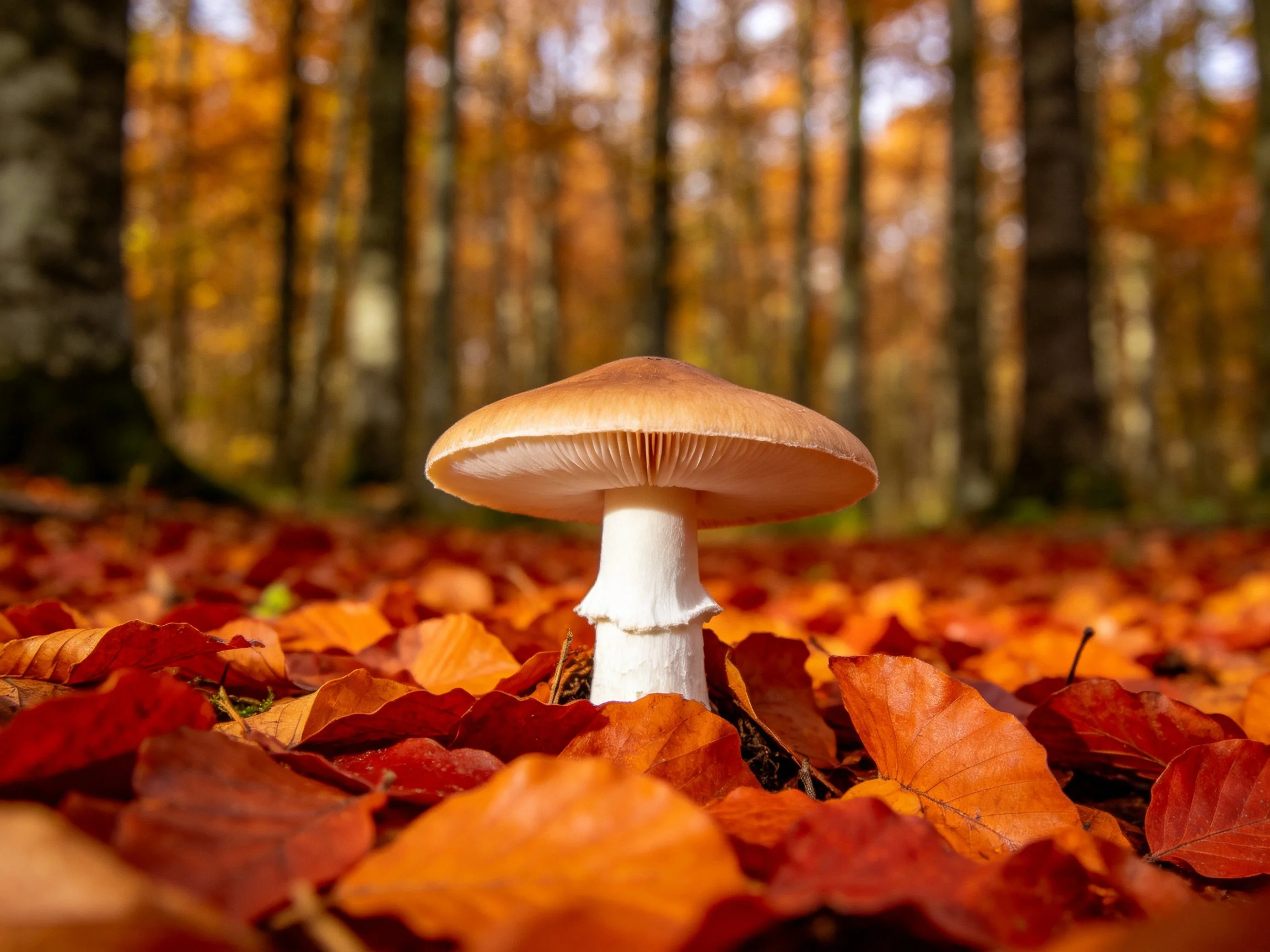 Single mushroom amid vibrant autumn leaves in forest