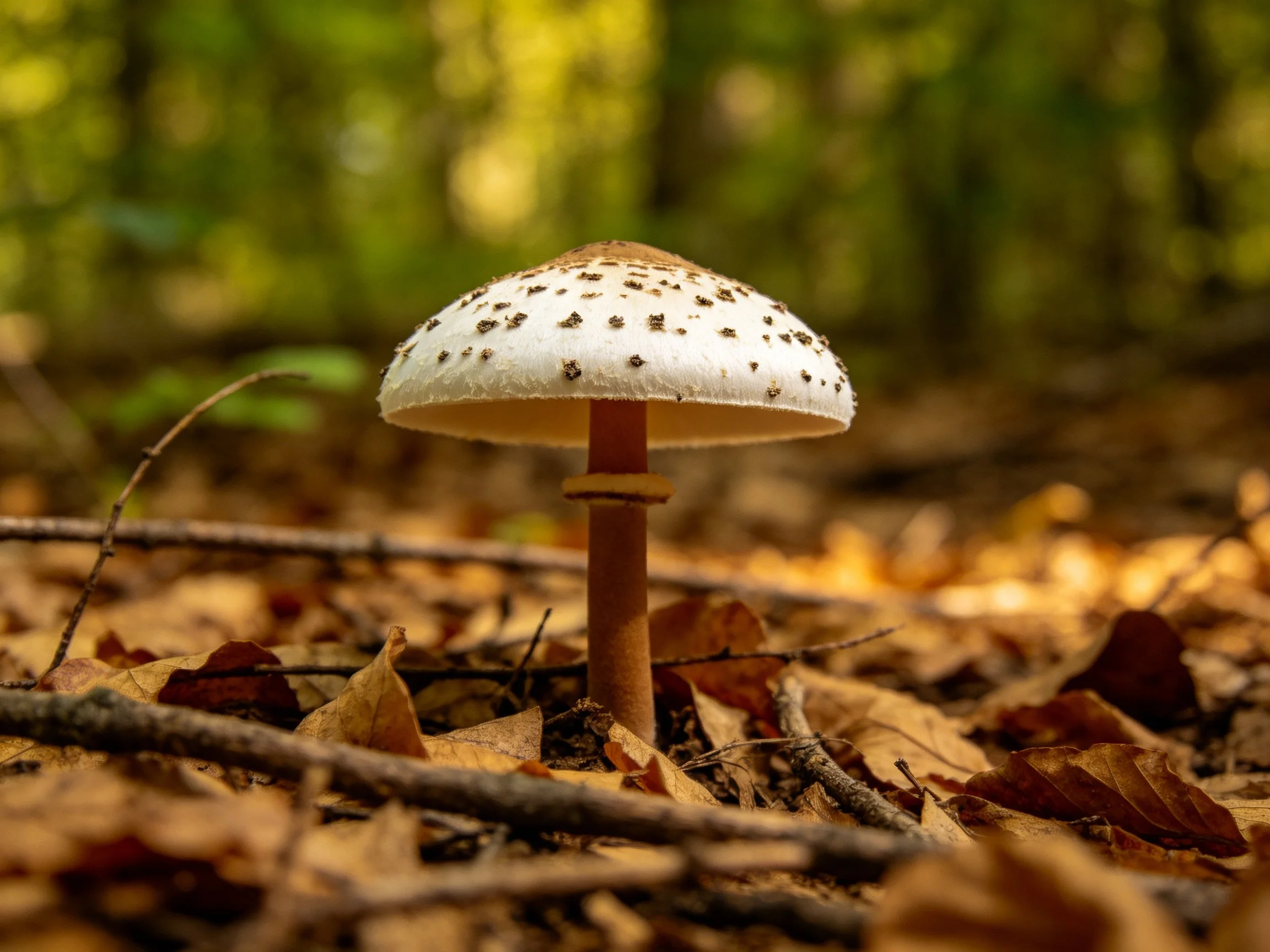 Single spotted mushroom on leaf-littered forest floor