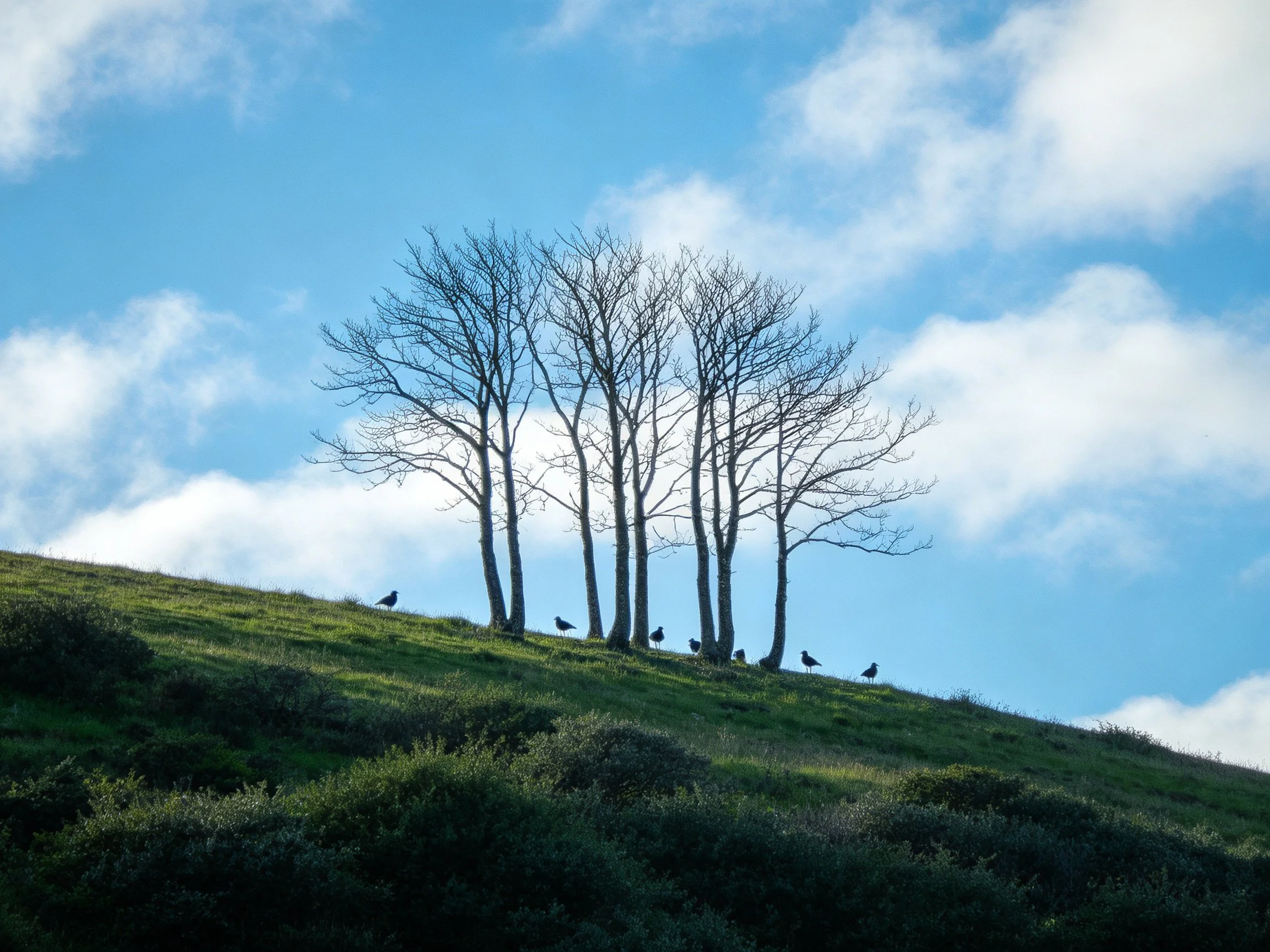 Six bare trees on a grassy hillside with birds