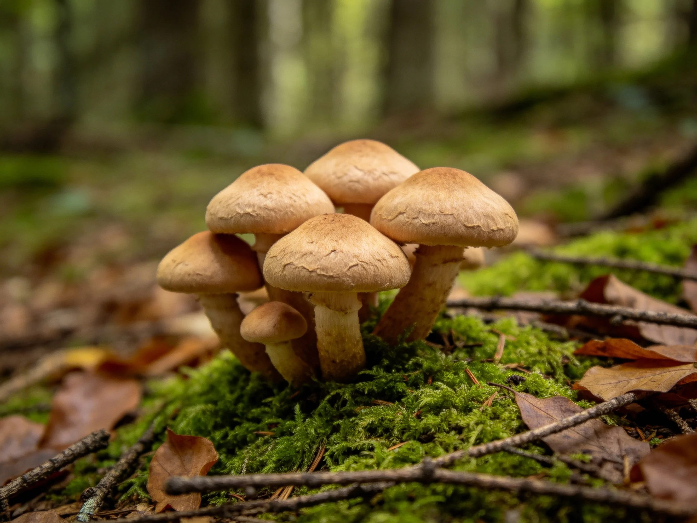 Six brown mushrooms grouped on bright green moss in forest