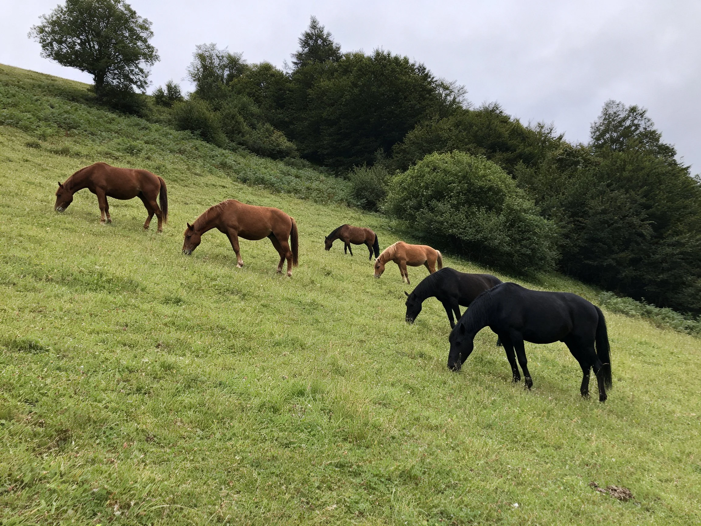 Six horses graze on a lush green hillside with dense trees