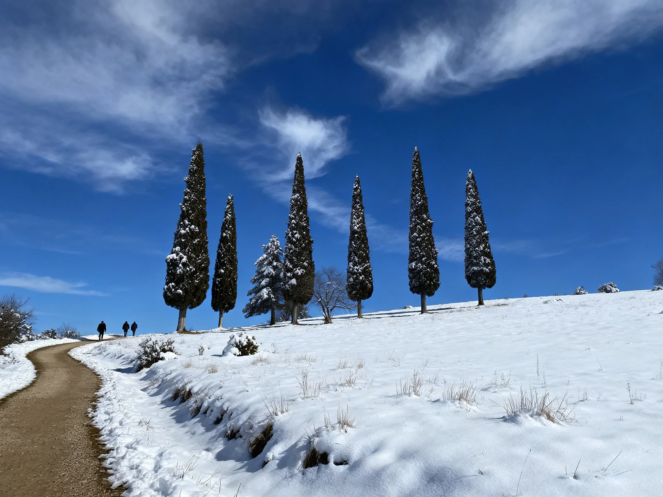 Six snow-draped cypress trees on a snowy hillside