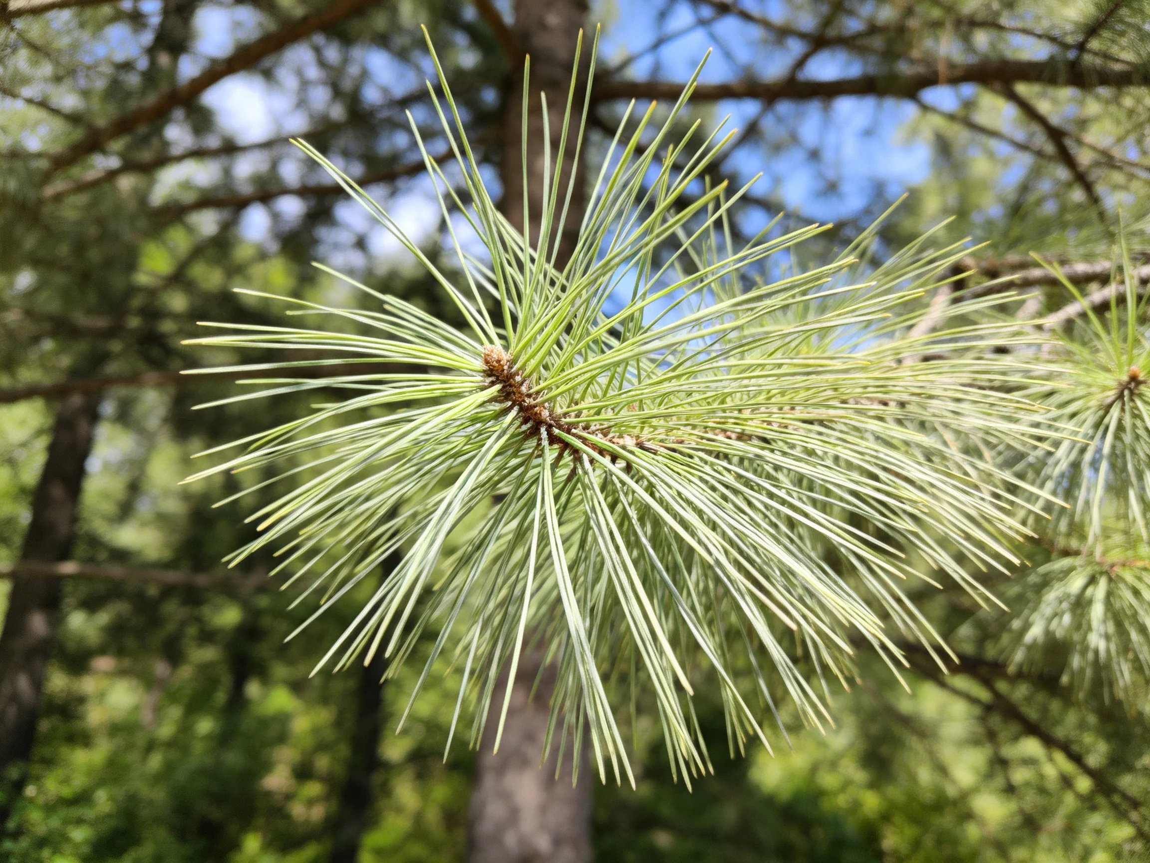 Slender green pine needles on a branch amid forest trees