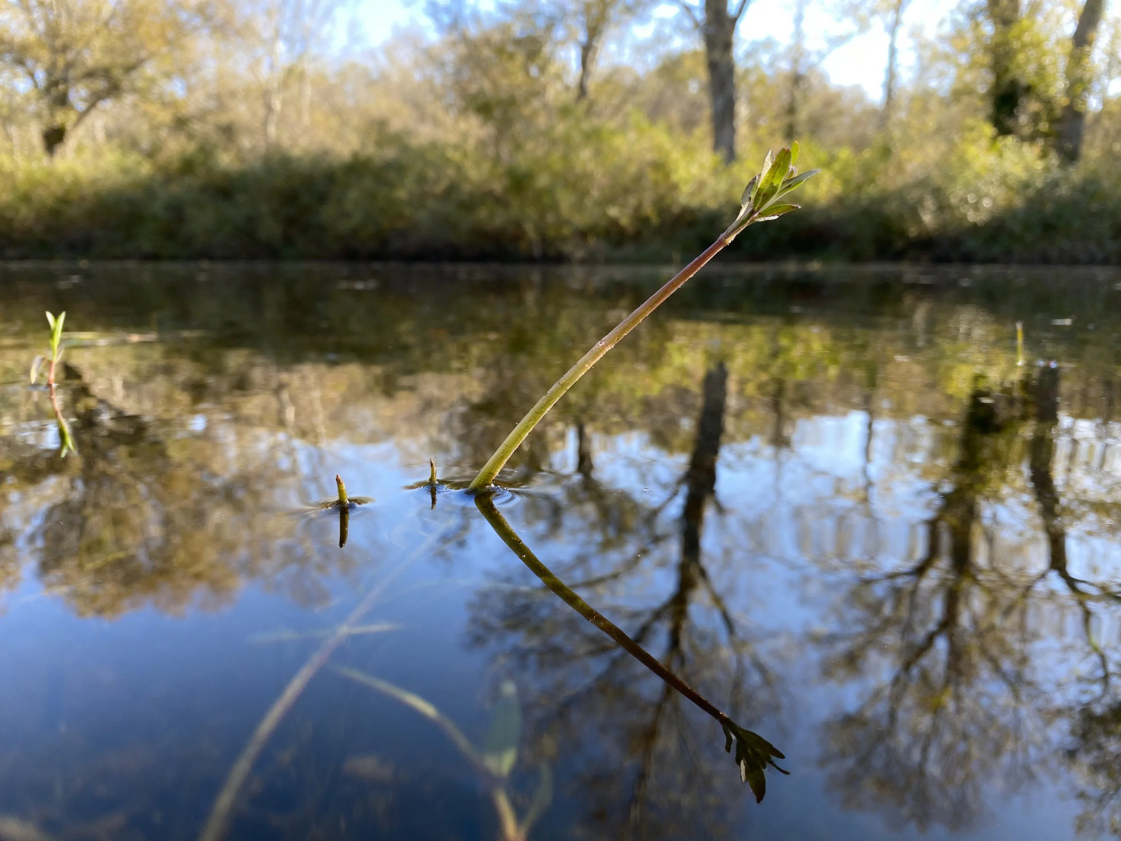 Slender plant rising from calm water with forest reflections
