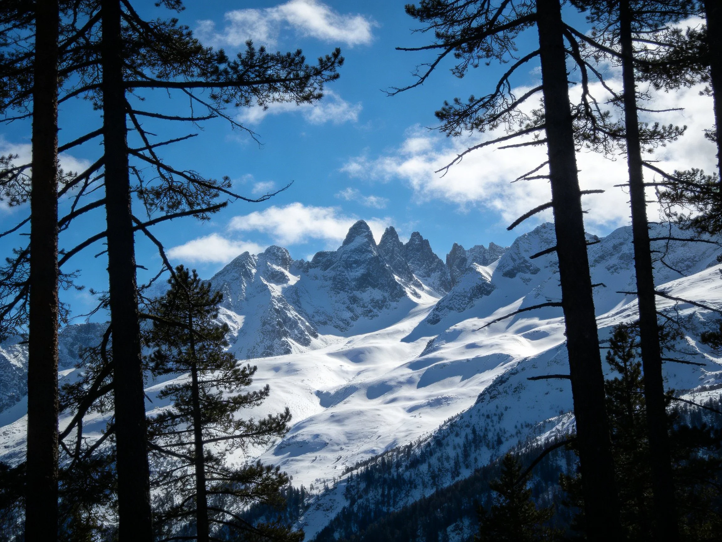 Snow-Capped Mountain Peaks Framed by Tall Pine Trees Against Bright Blue Sky